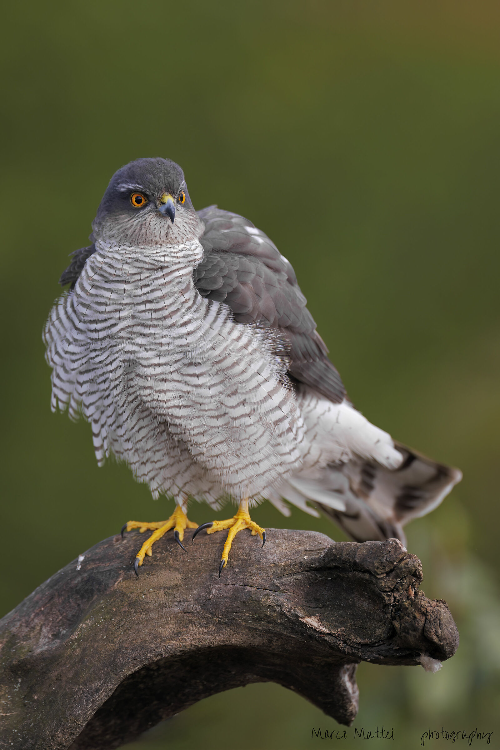 Sparrowhawk