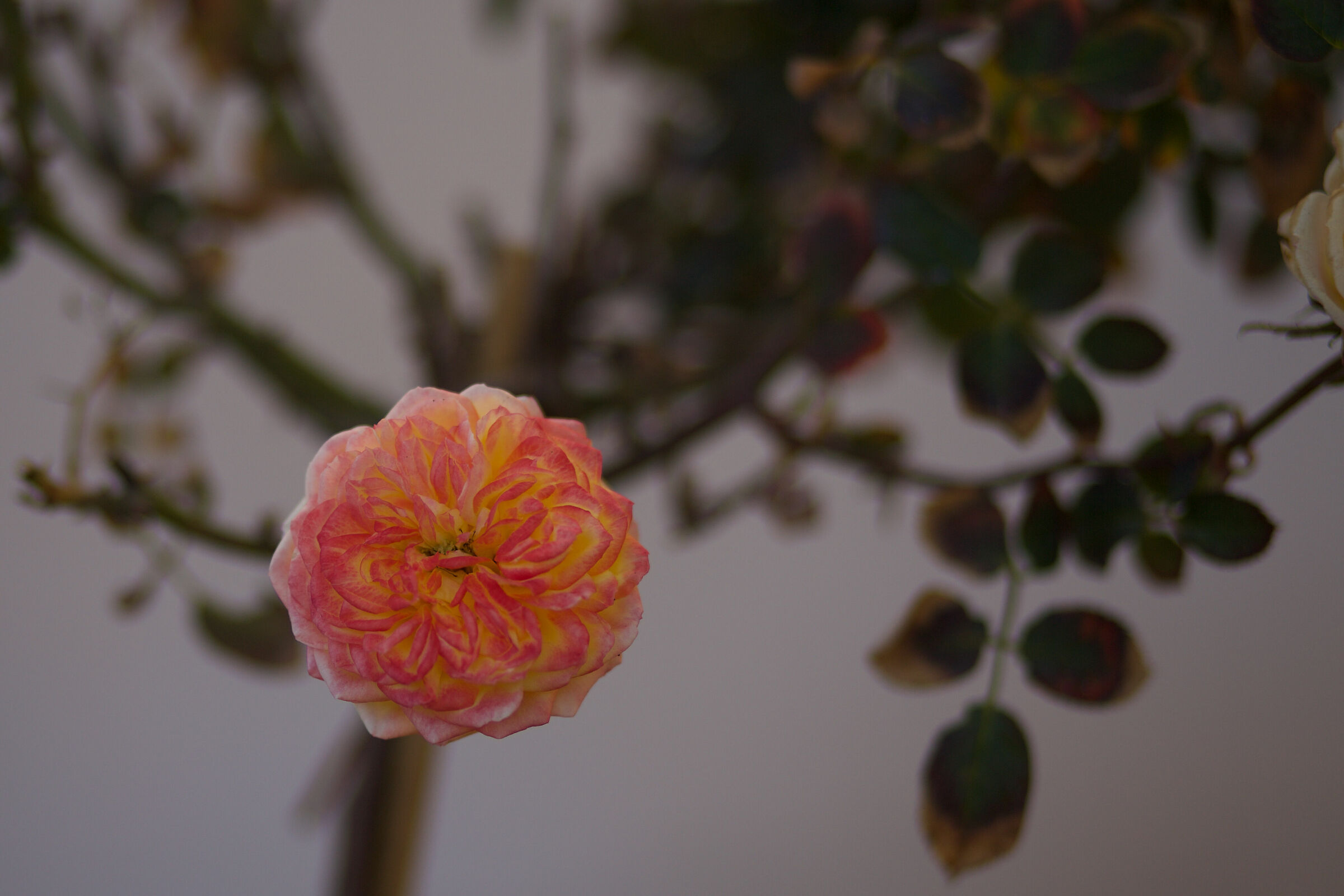 Rosa non proprio rosa