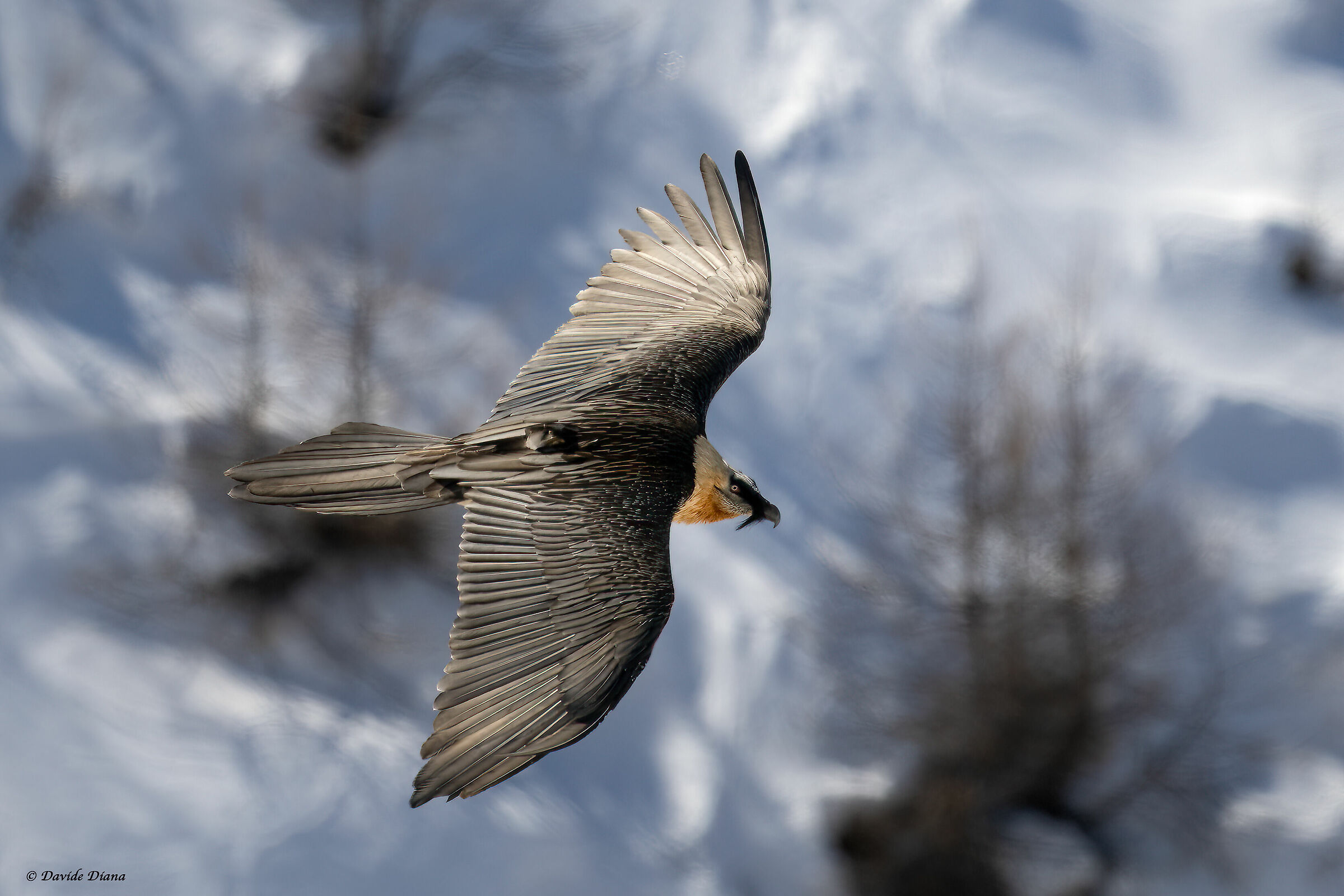 Gypaetus barbatus - Gran Paradiso National Park