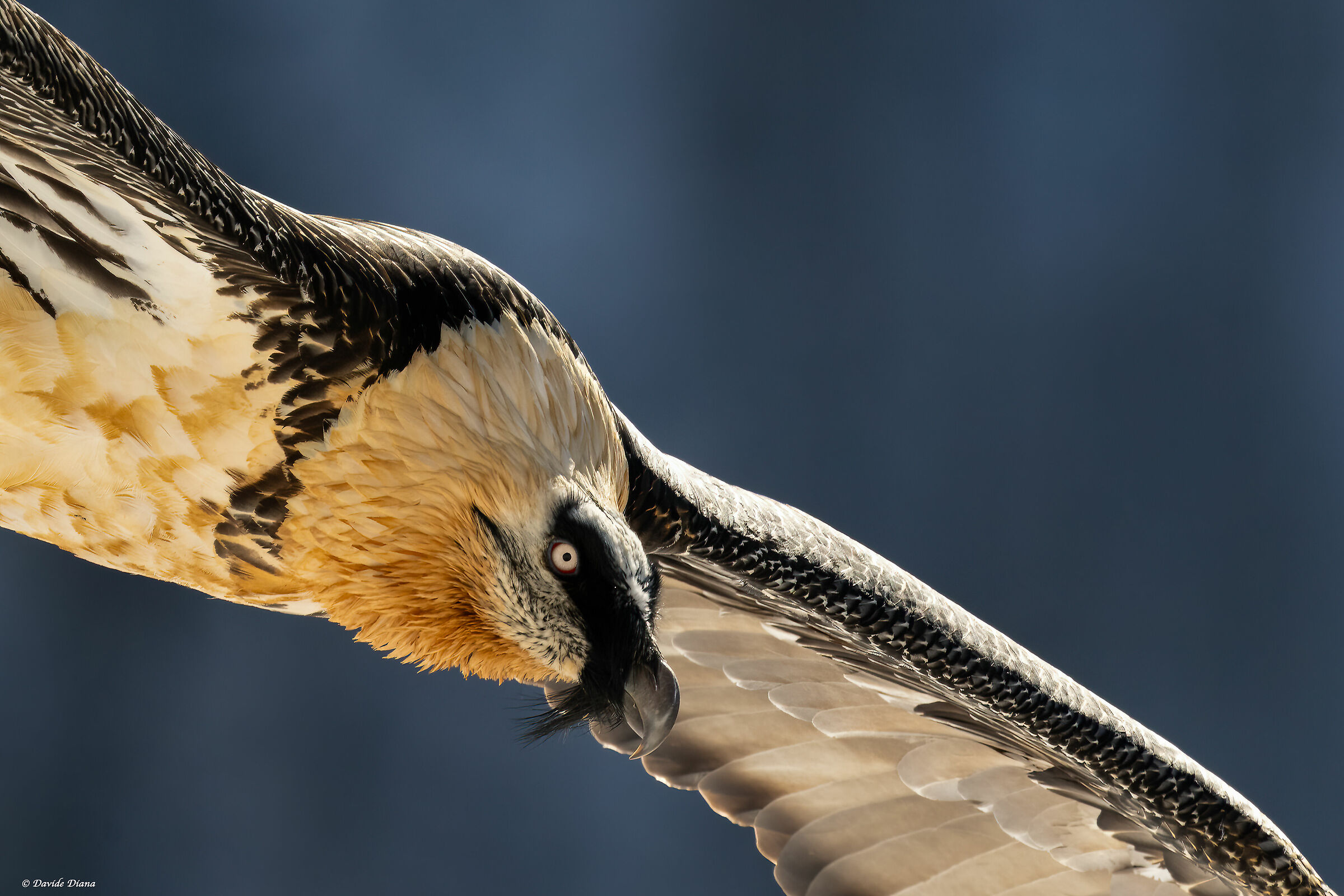 Gypaetus barbatus - Gran Paradiso National Park