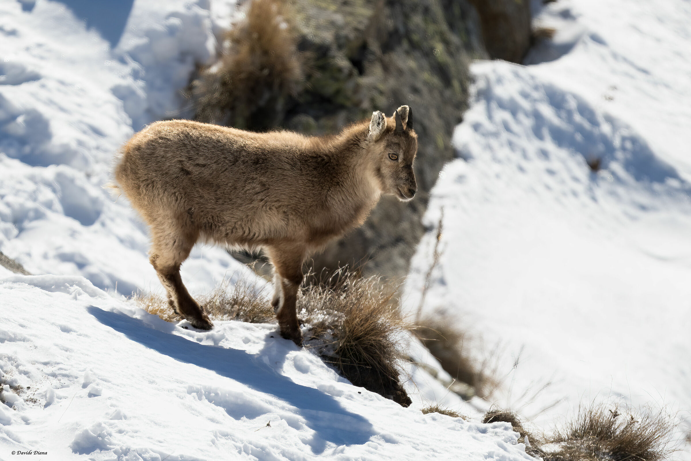 Ibex - Gran Paradiso National Park