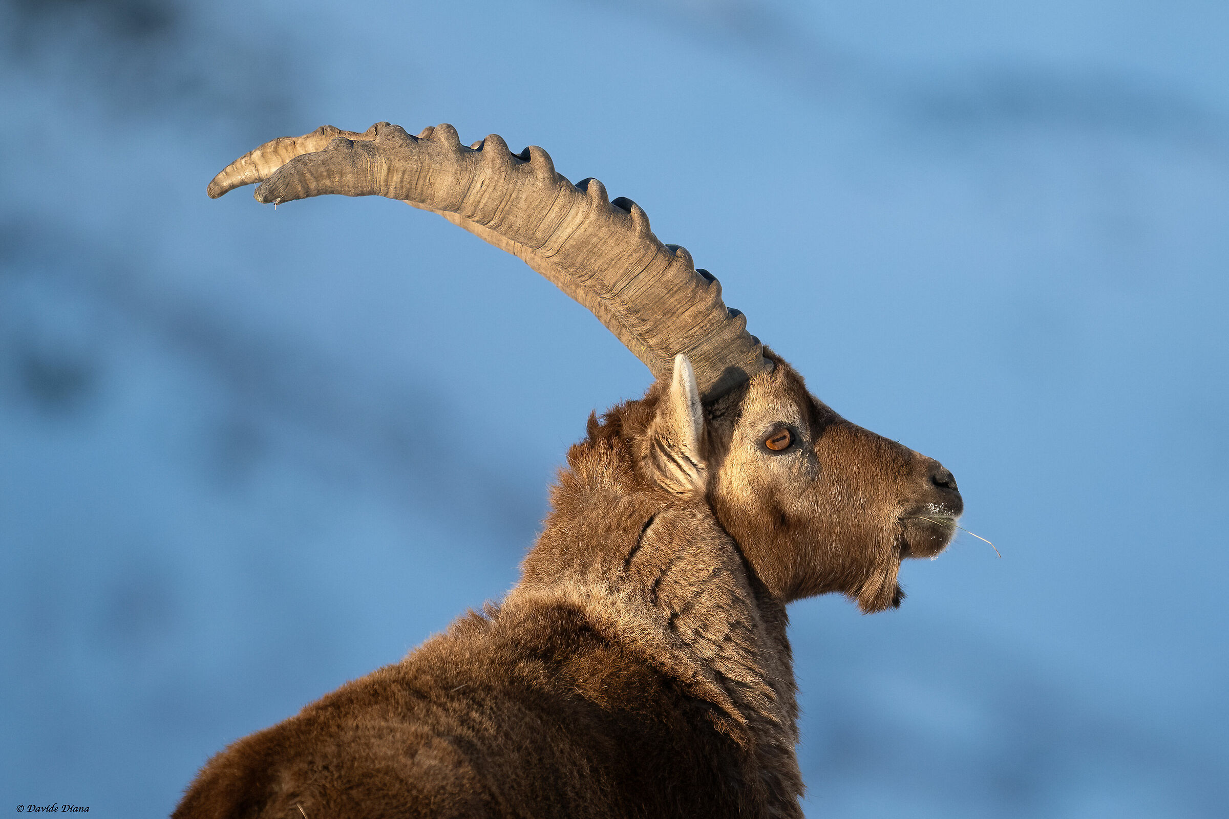 Ibex - Gran Paradiso National Park