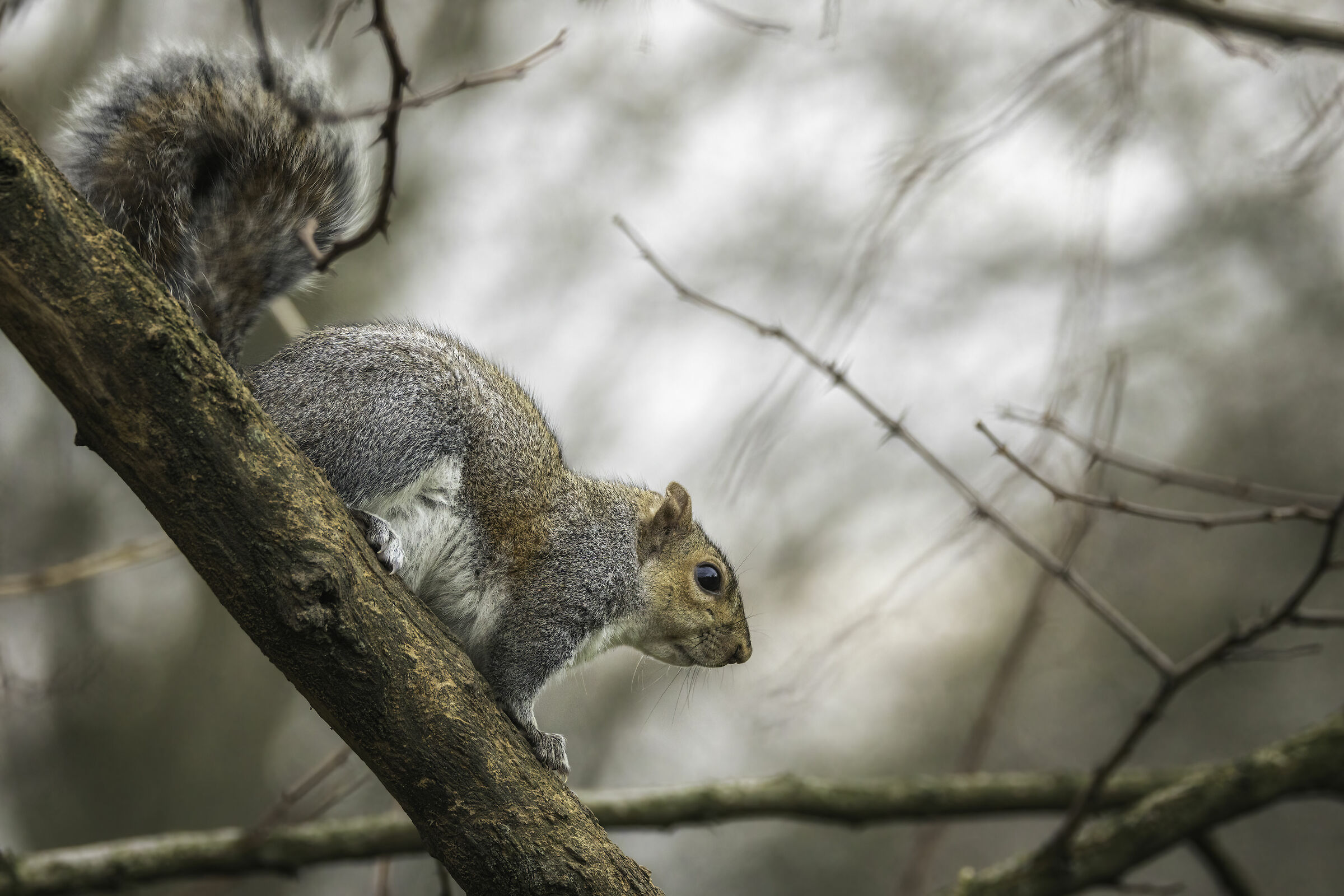 Grey squirrel