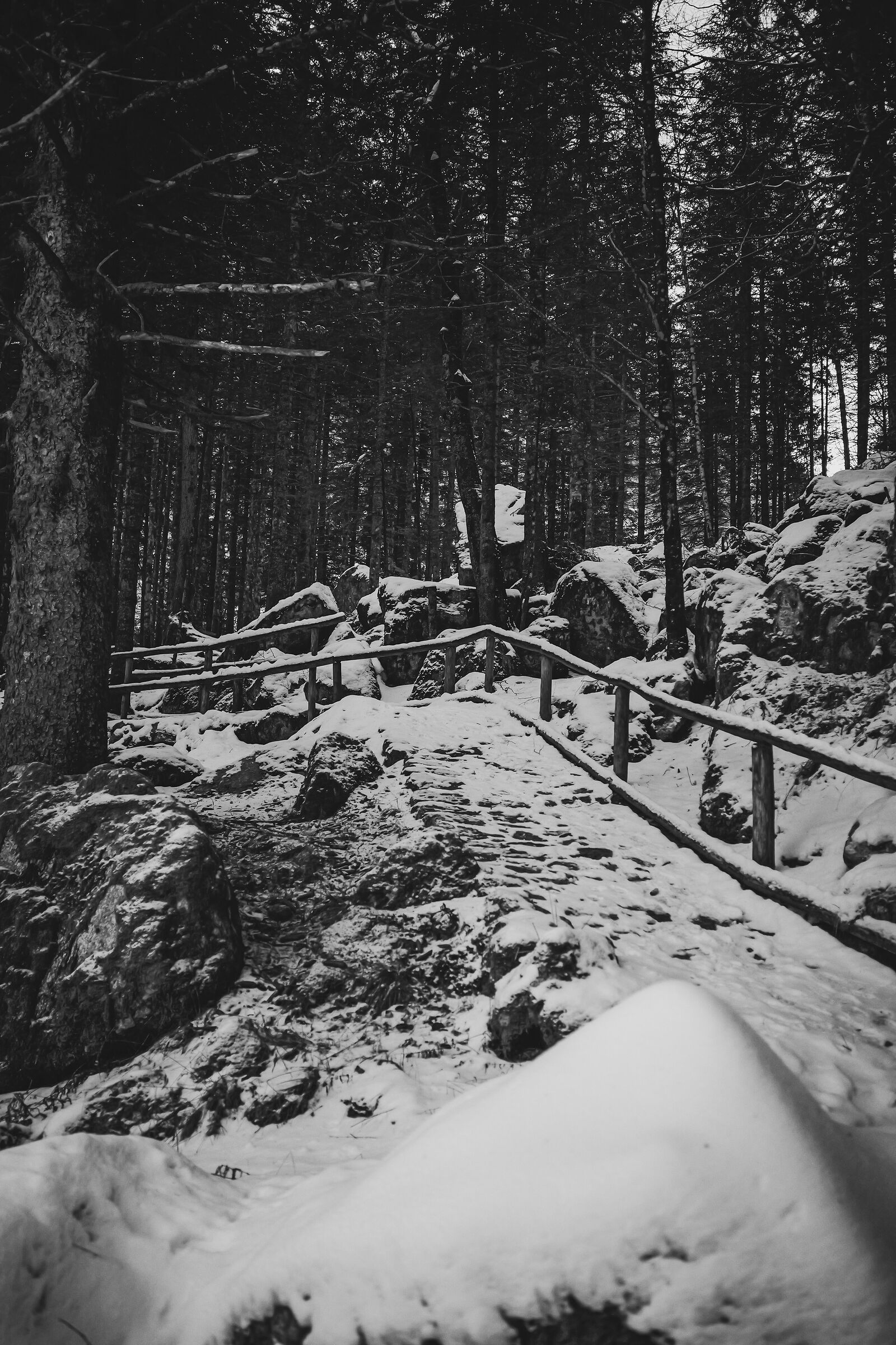Bath Forest #2