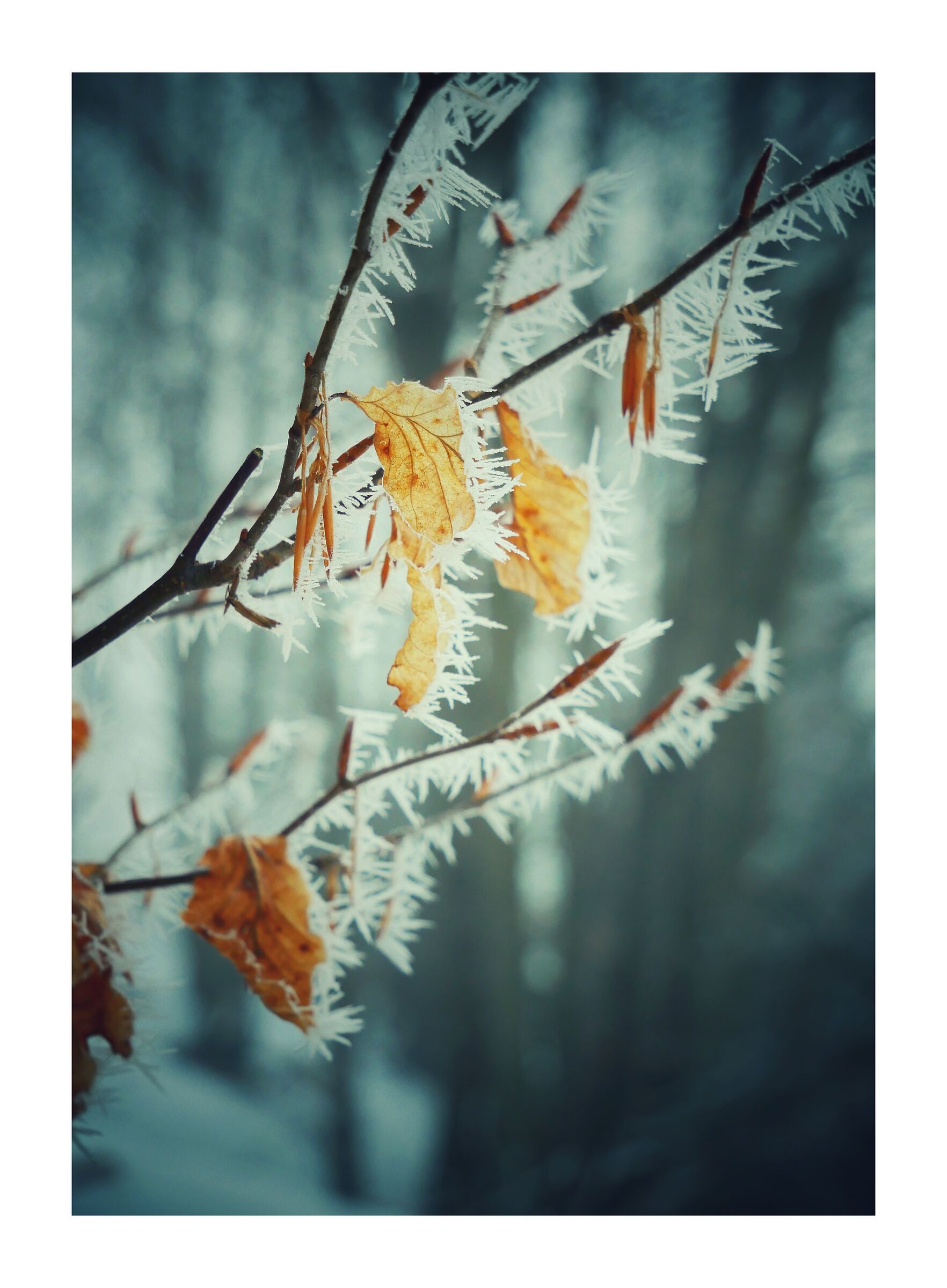 Frozen Leaves