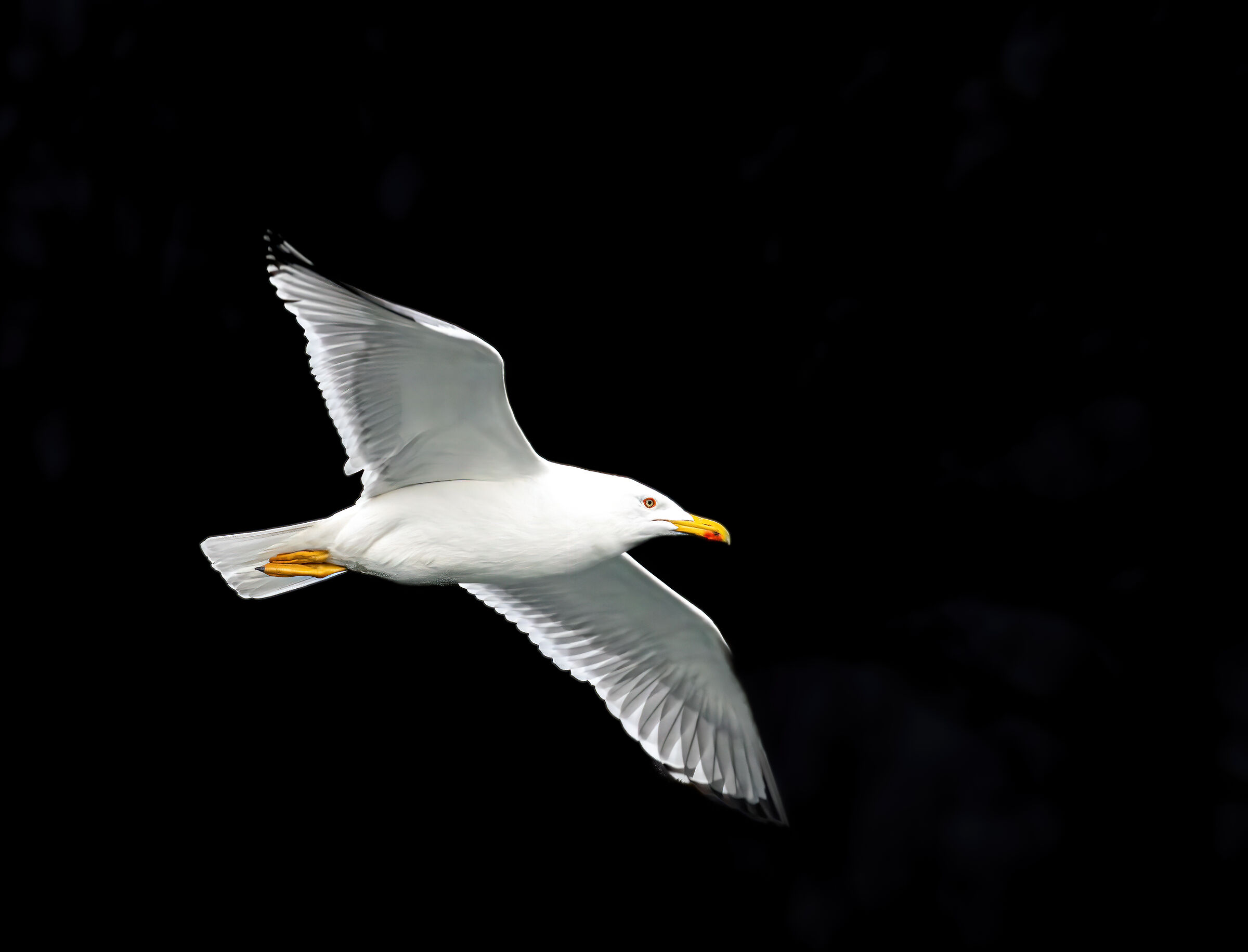 Gabbiano reale prova AF