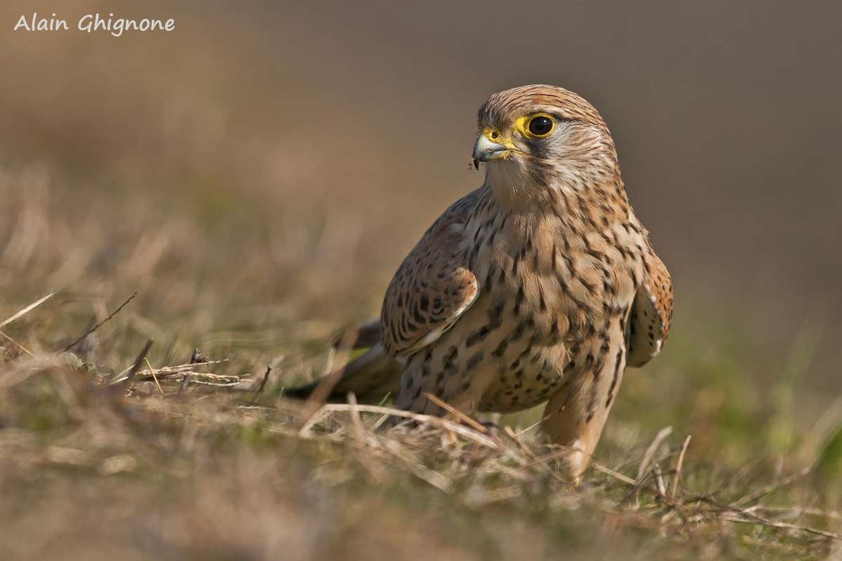 Gheppio femmina - Falco tinnunculus