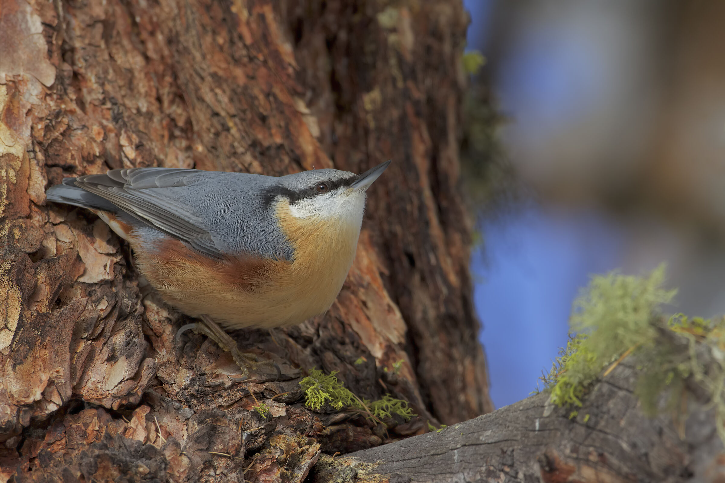 Wood nuthatch