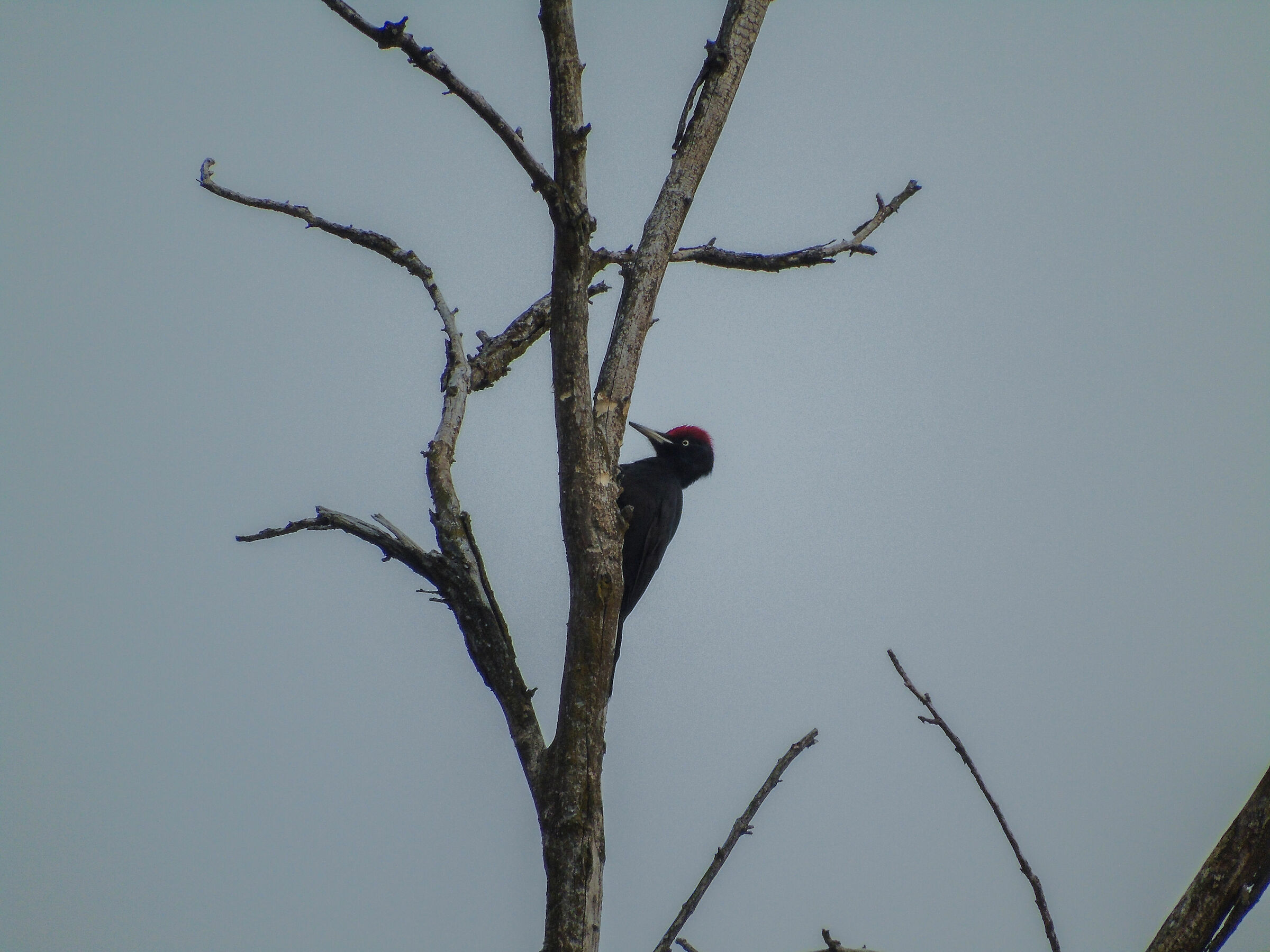 Black woodpecker