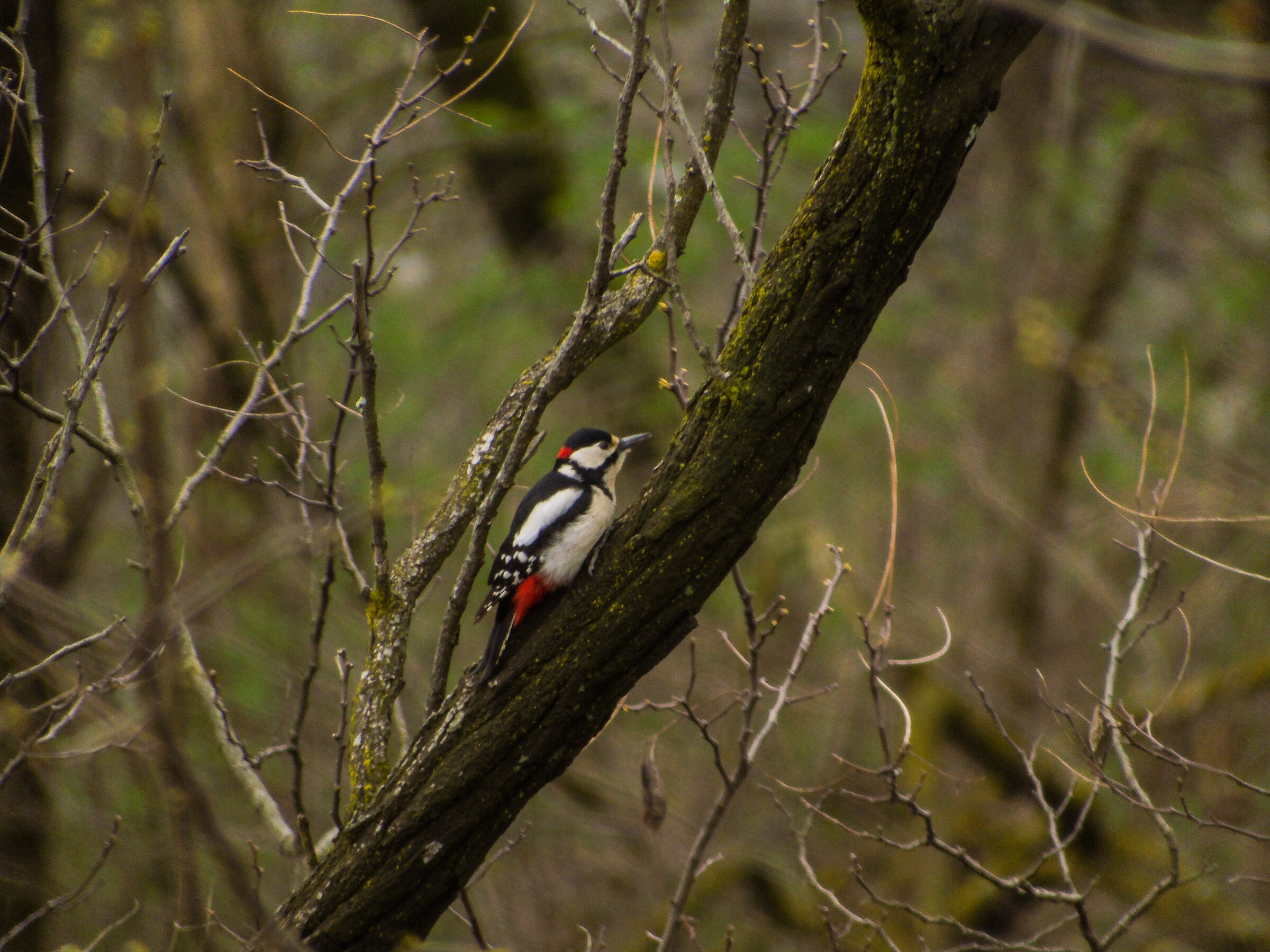 Spotted woodpecker