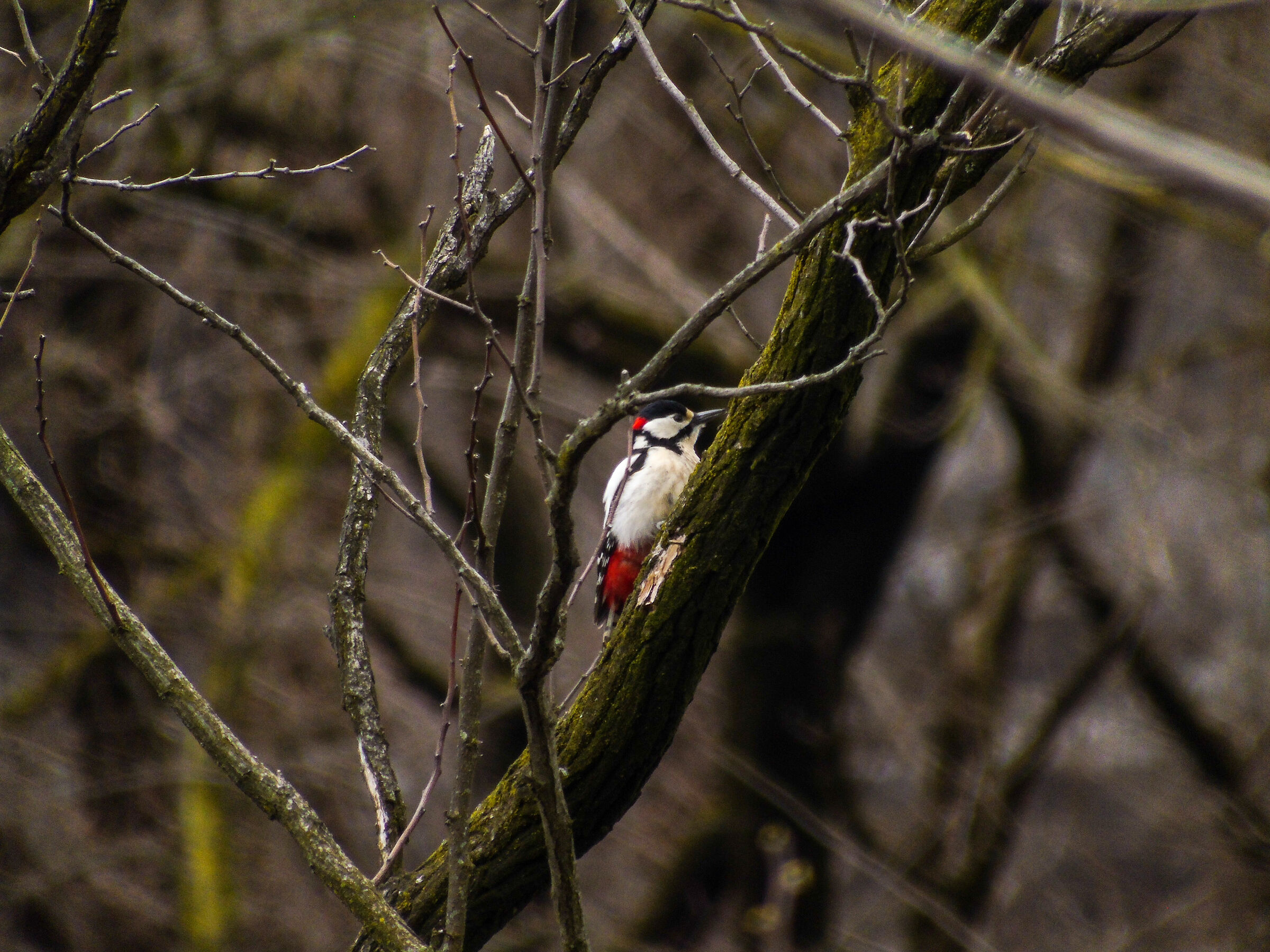 Spotted woodpecker