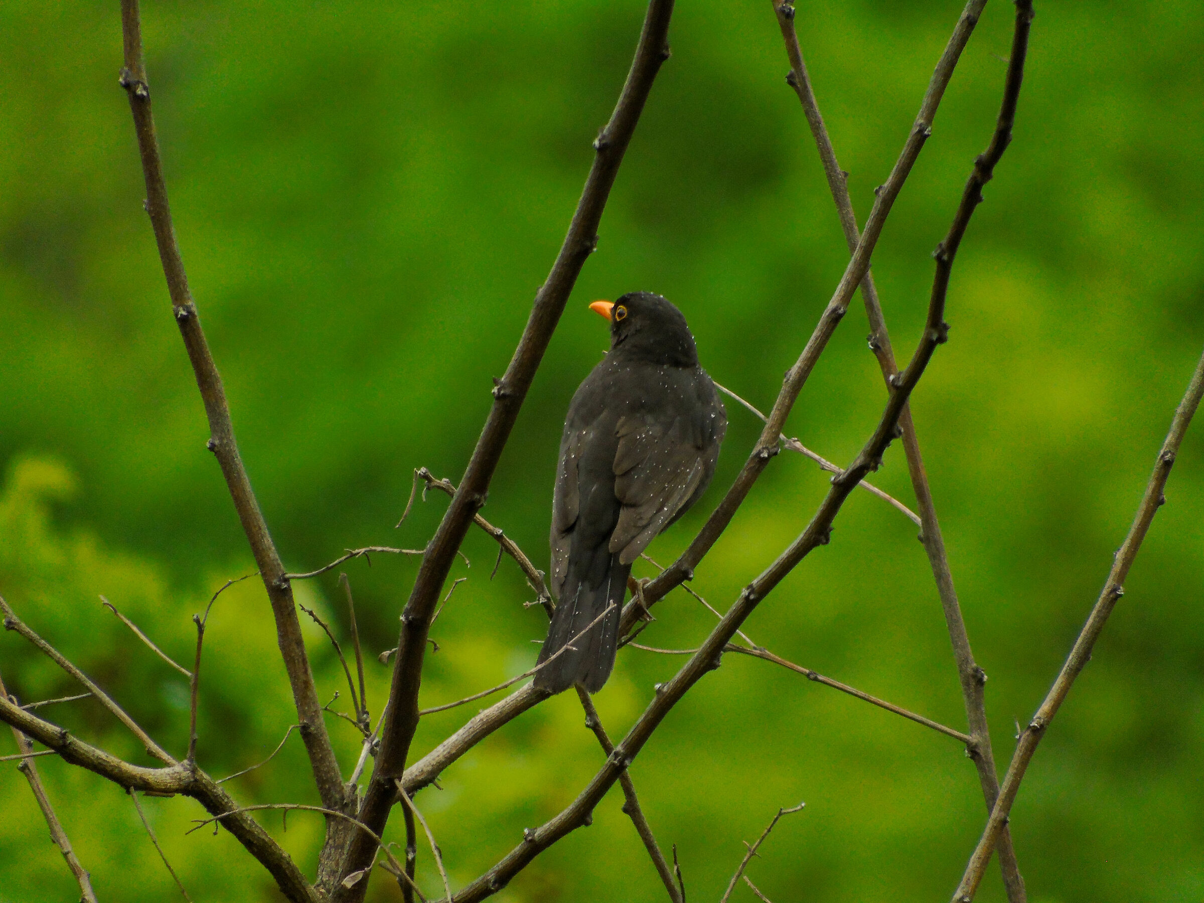 Blackbird