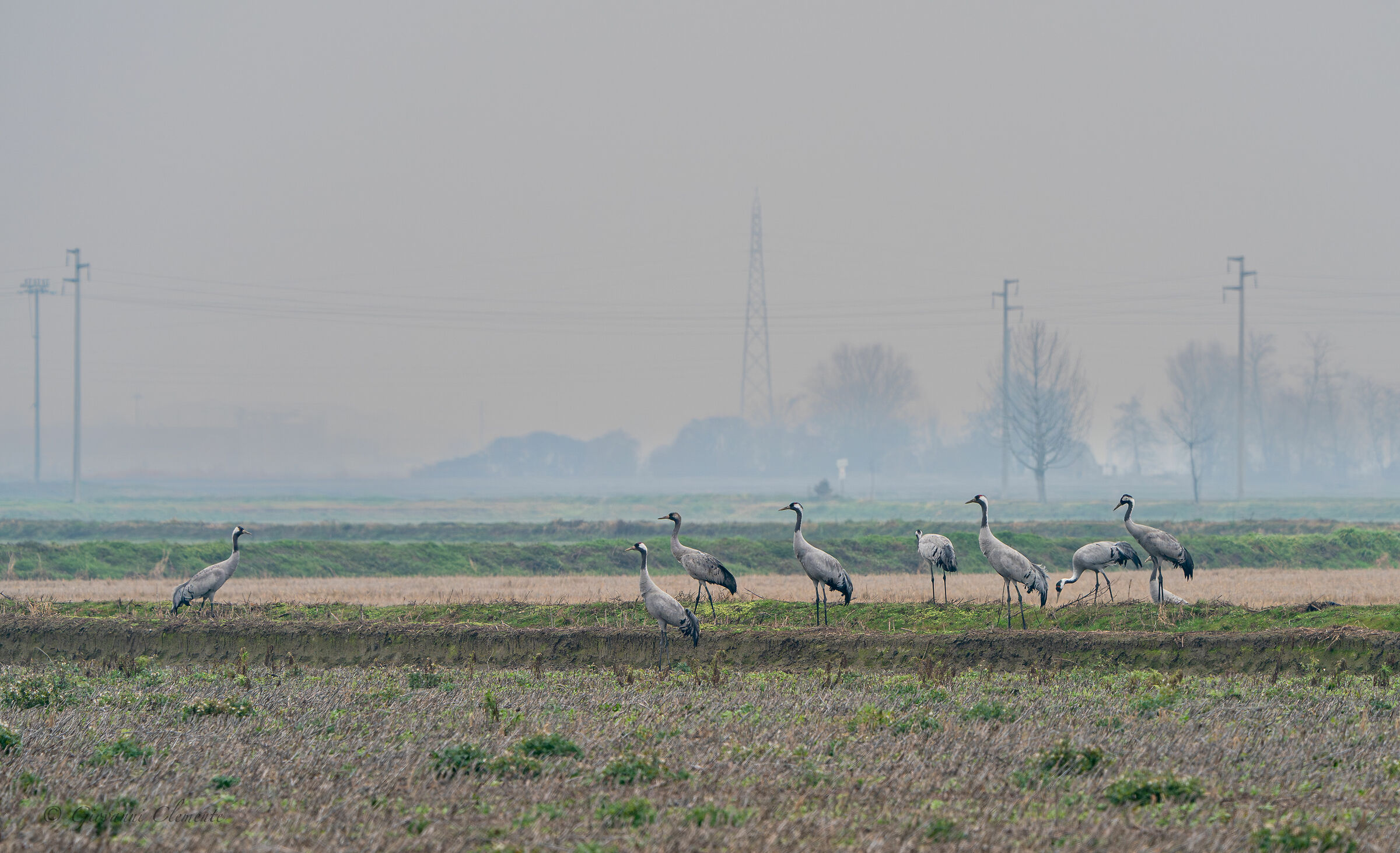 The Returning Cranes