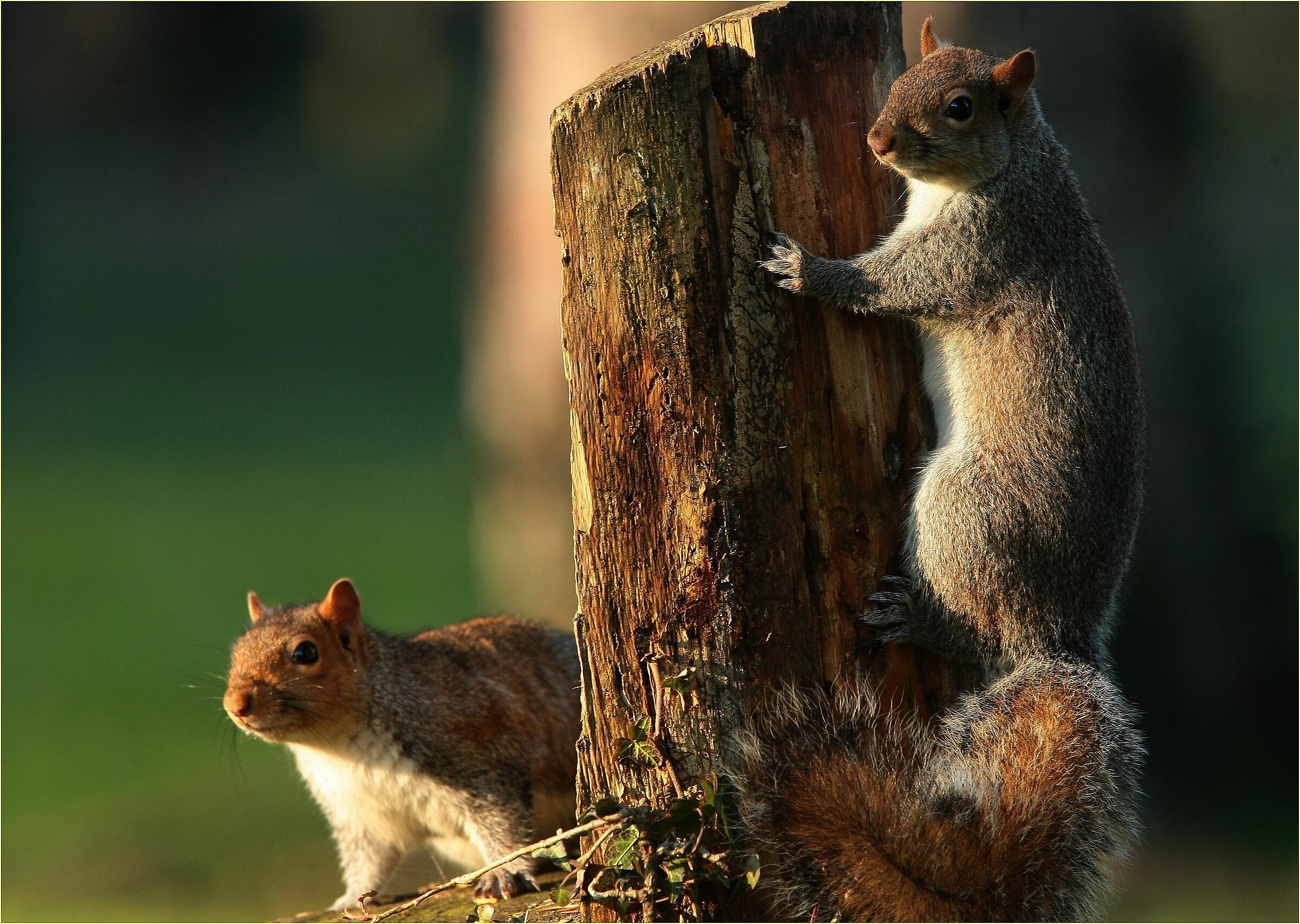 '' Cip e Ciop '' Ticino Park