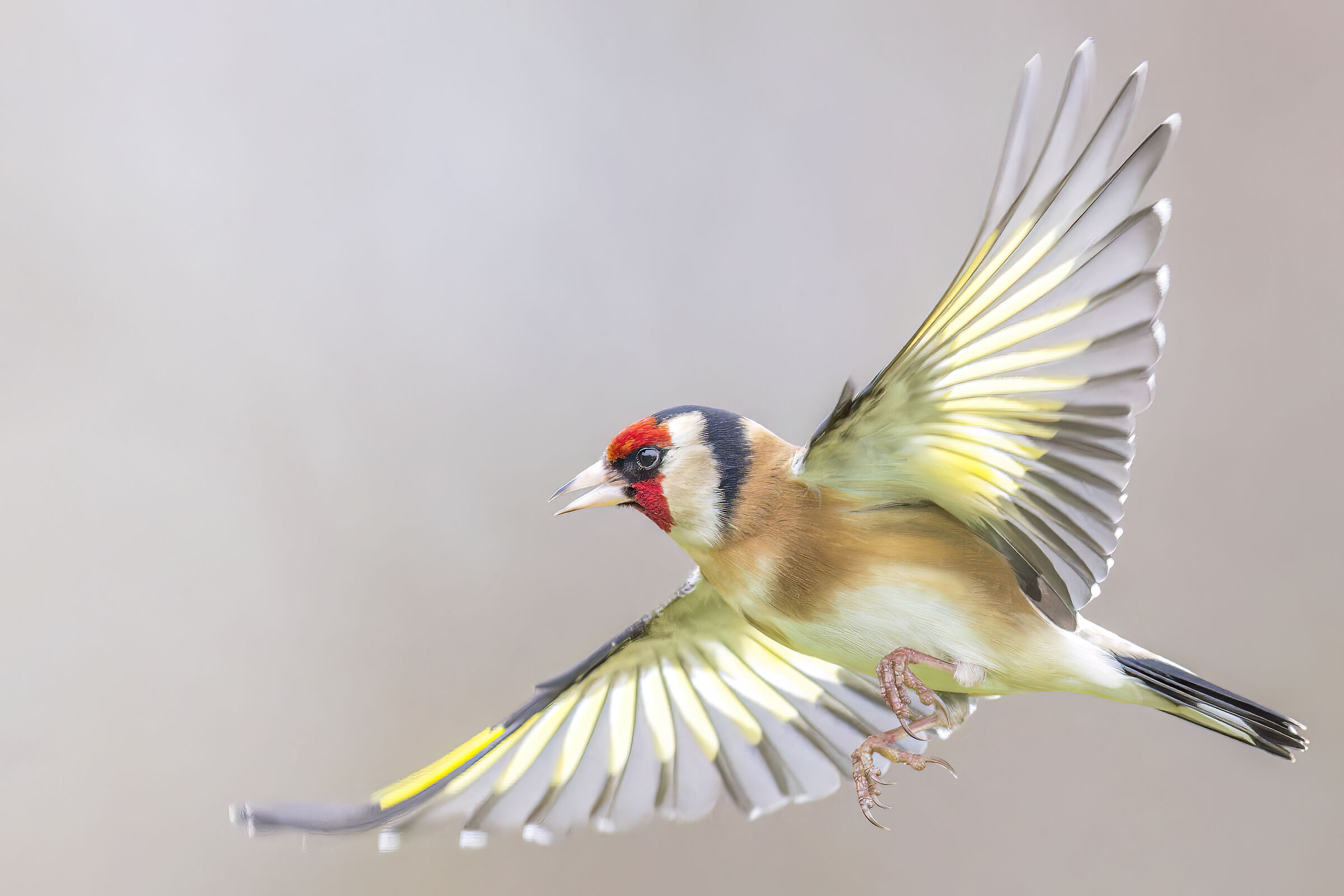 Cardellino europeo (Carduelis Carduelis)