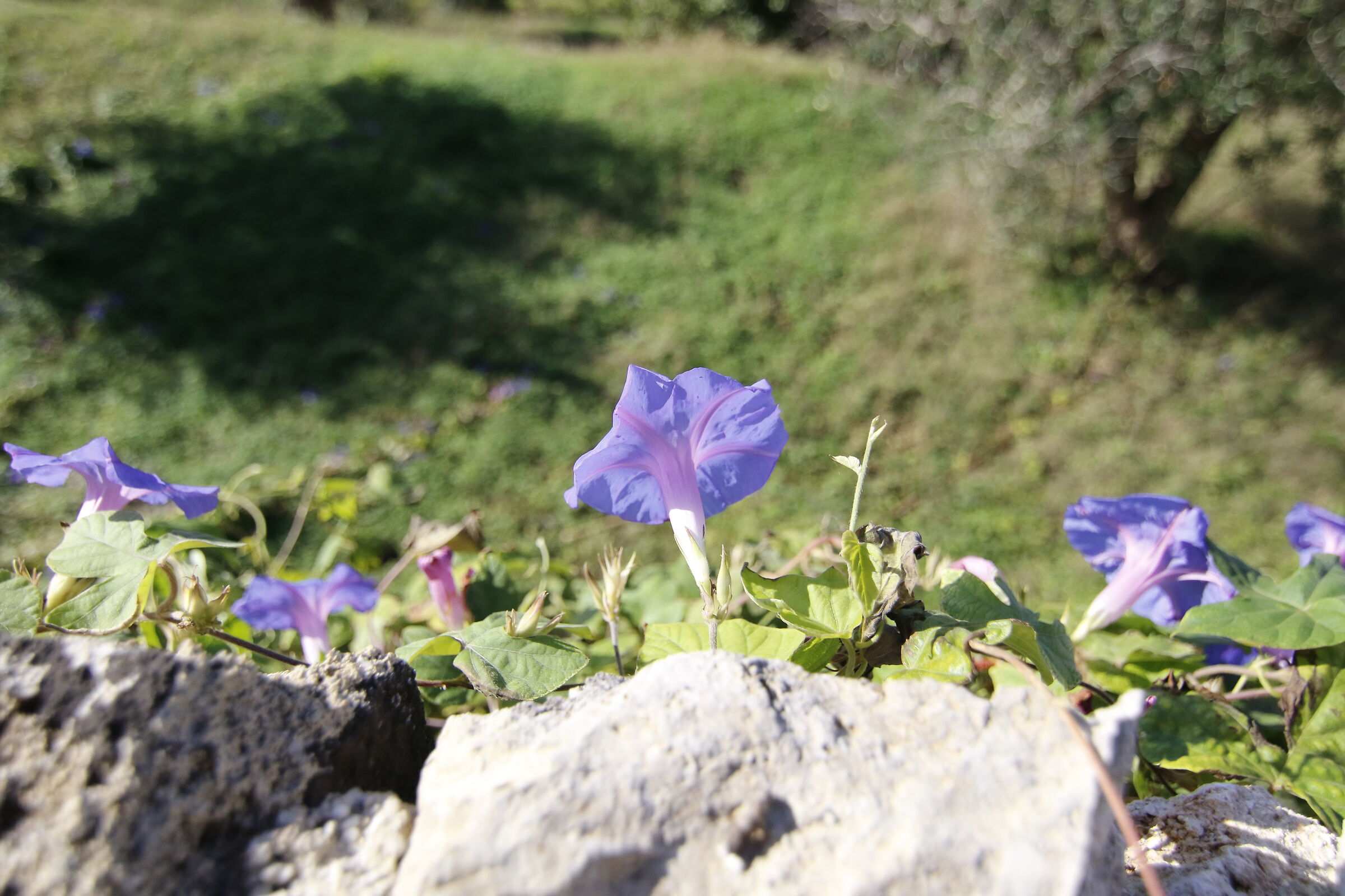 " 1/ 8 Mila ", Tokina 11-16 F. 2.8 Atx-i- Canon 7 ...