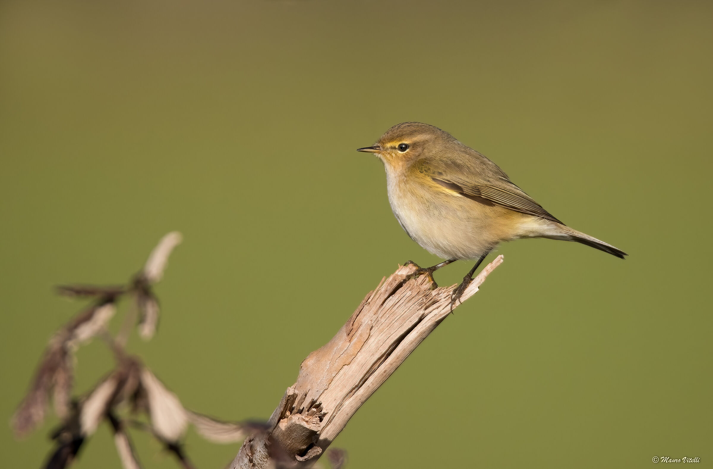 Little Warbler (Phylloscopus collybita)