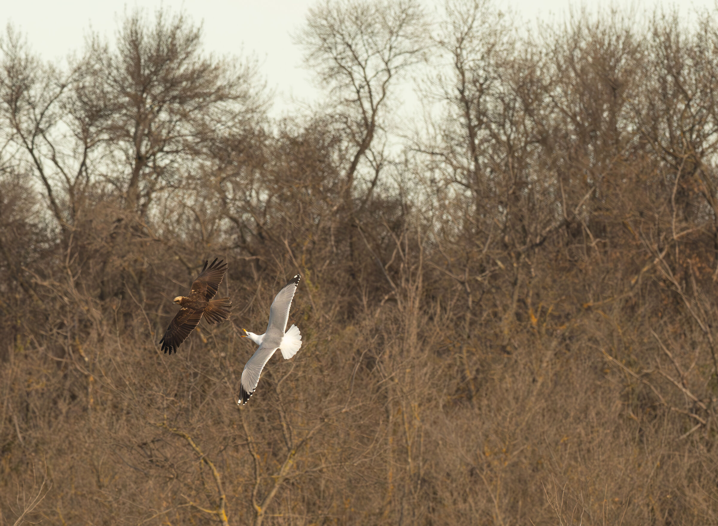Seagull vs Marsh Harrier