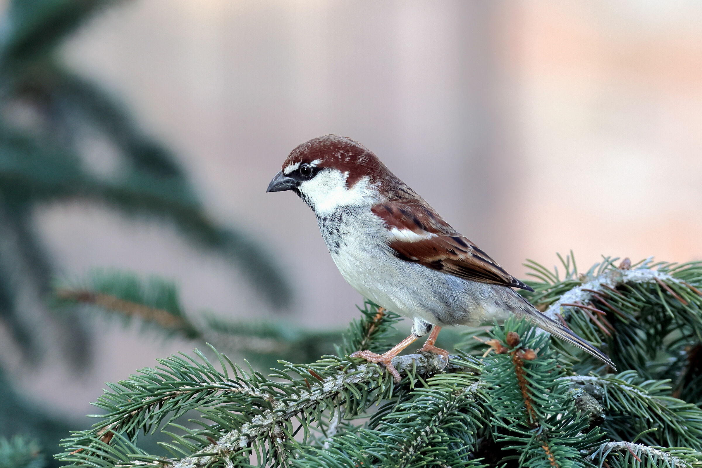 Da dietro i vetri: Passero