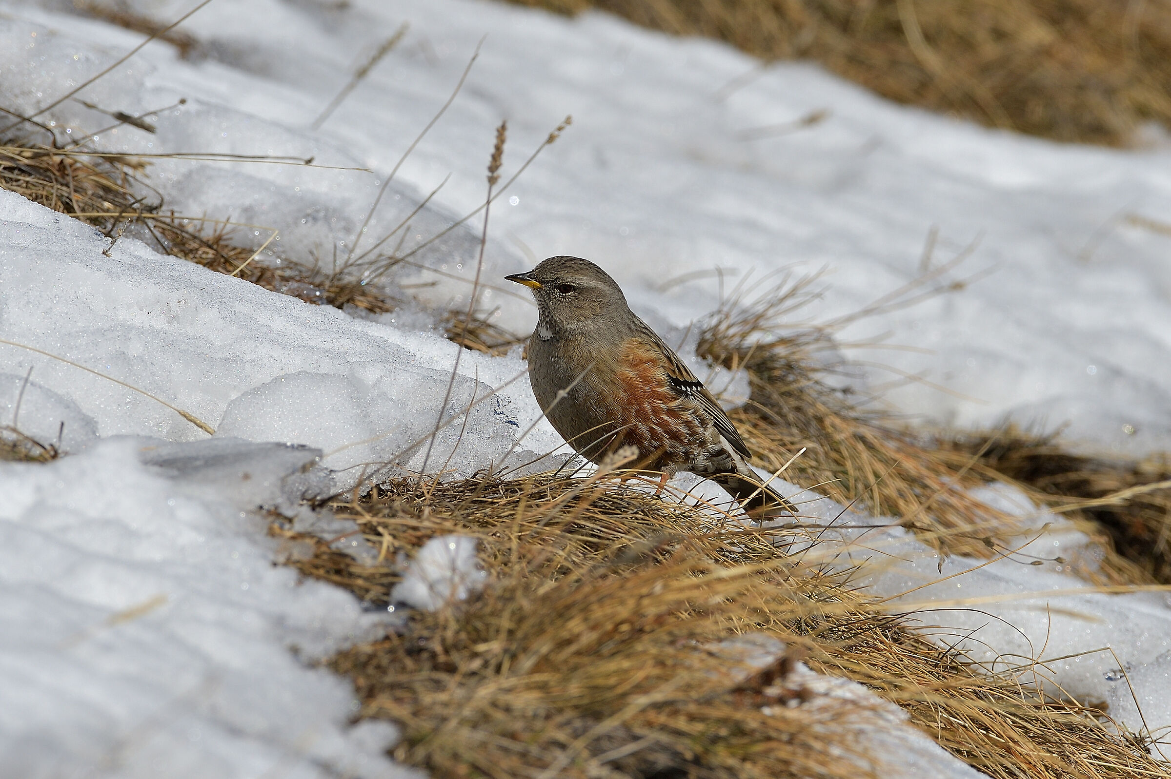 At high altitude, Sordone..