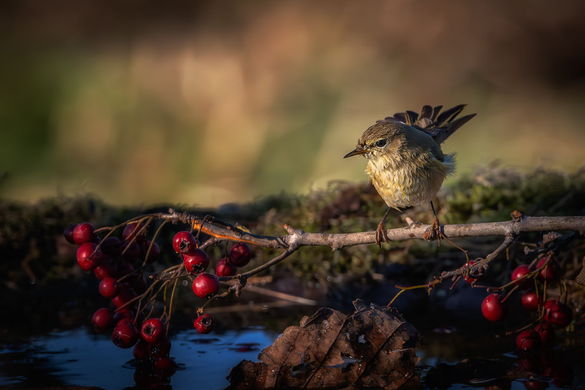 Little Warbler #capannocora