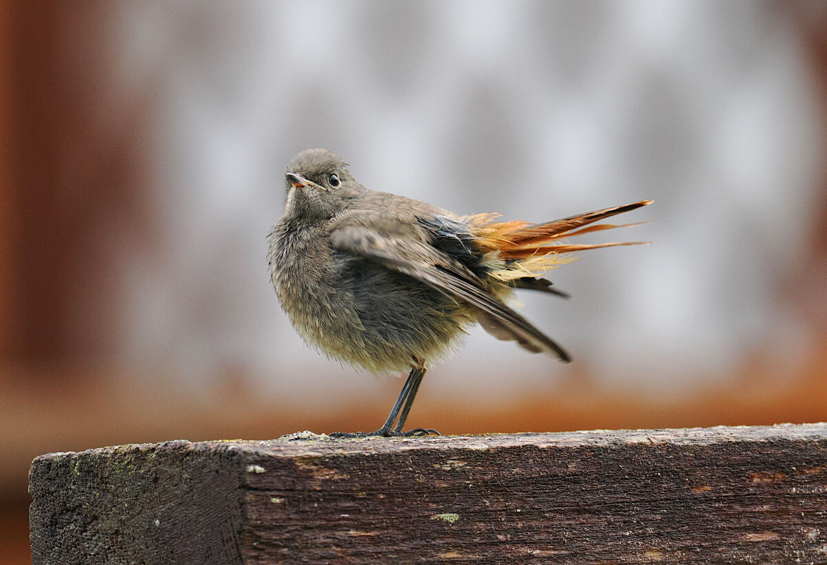 Warming up the "engines"