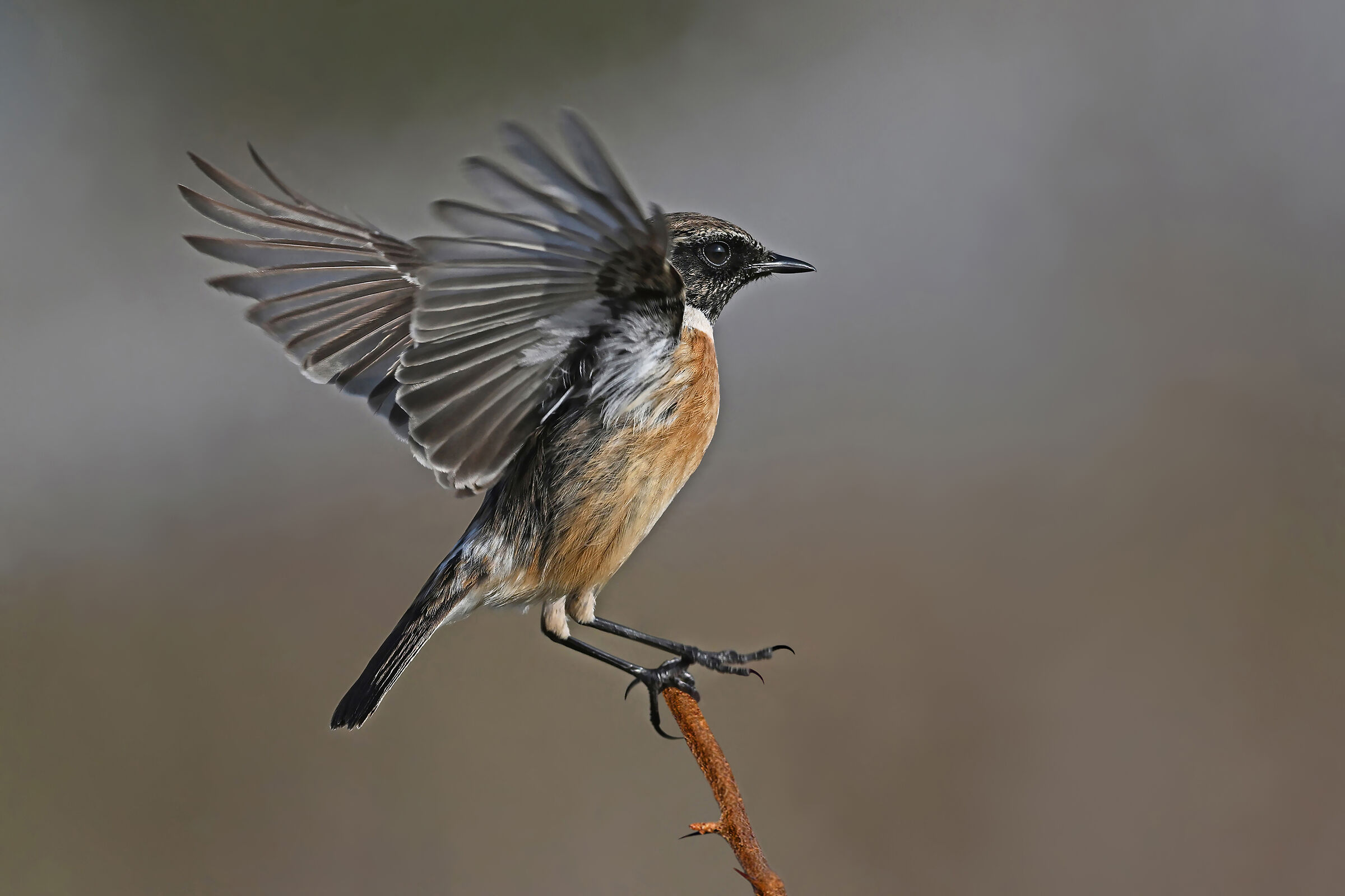 Storie di piume  7   (Saltimpalo)