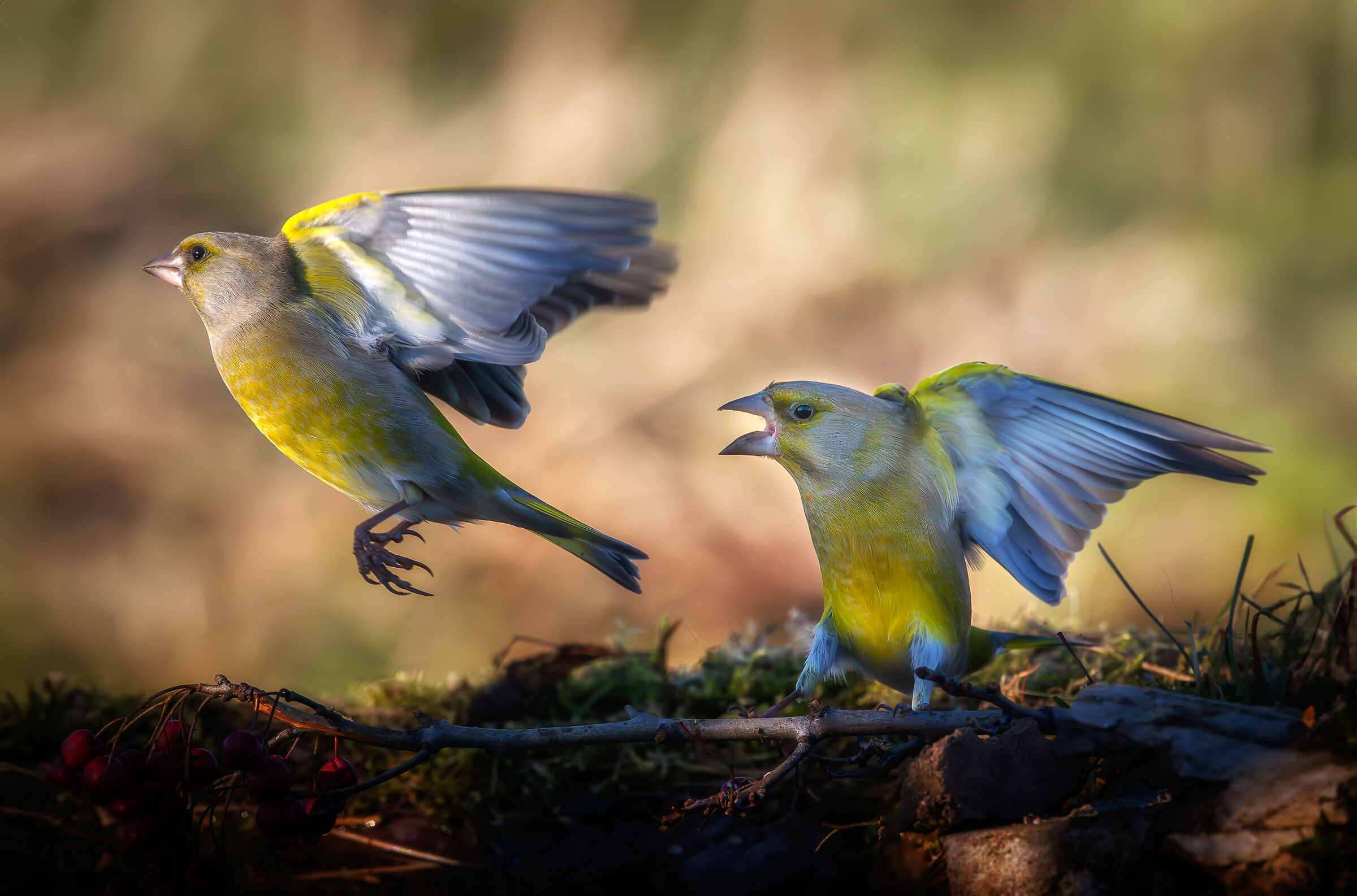 One green chases away the other - December 2023 Lombardy