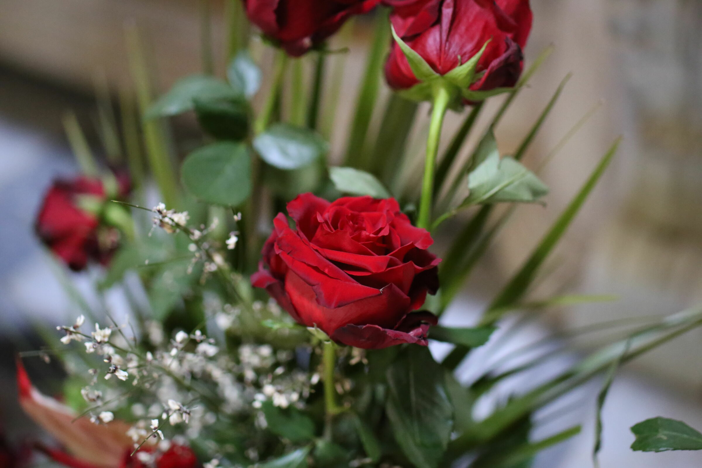 @ F. 1.8 " ISO 12 Mila 800 ", Milvus  50, 1.4- CN....