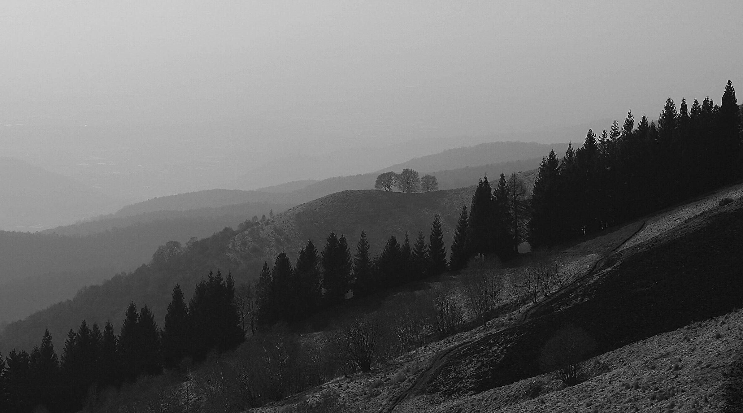 The Three Beech Trees