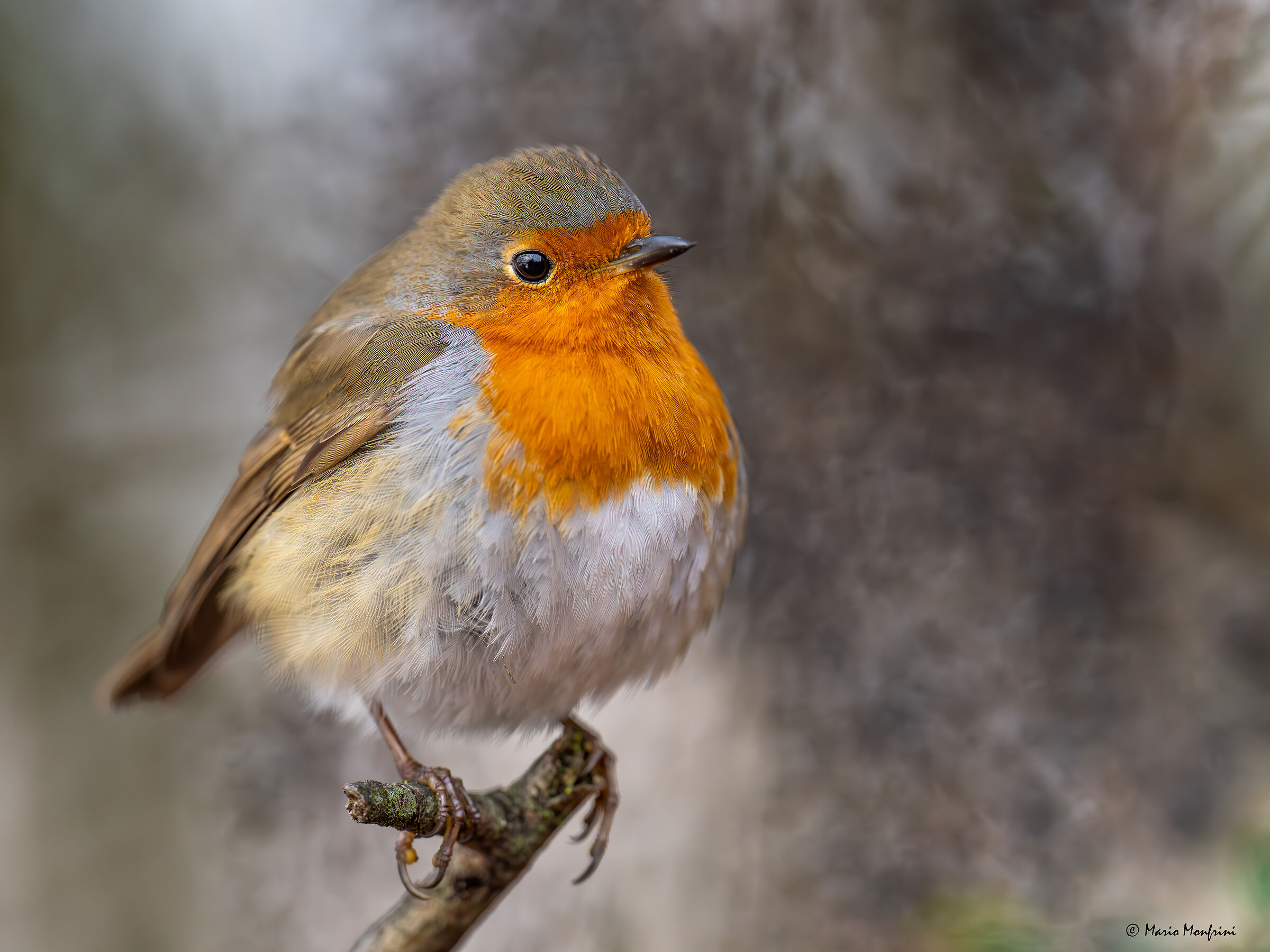 Mild gaze on stormy background