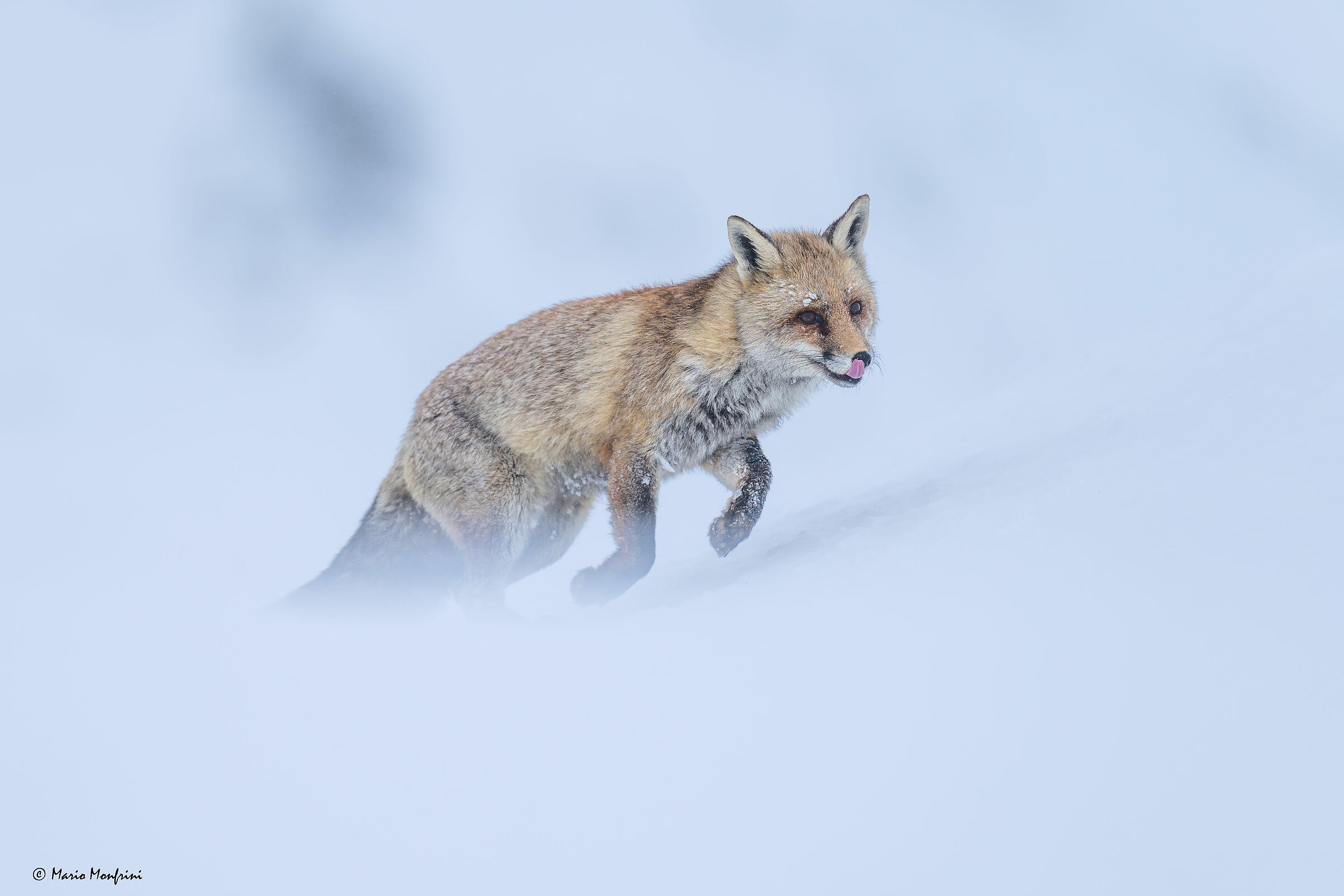 Fox in the snow
