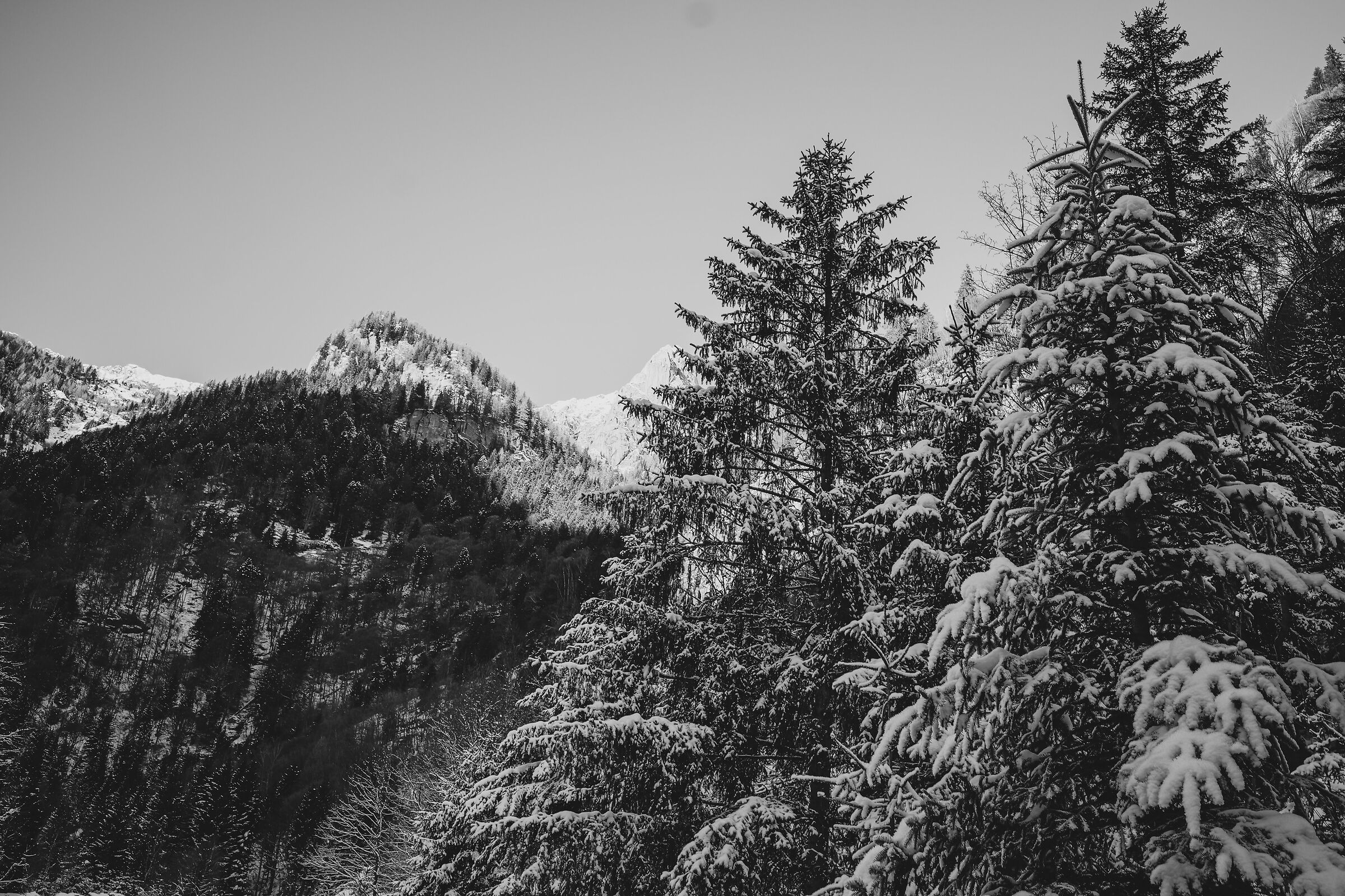 Bath Forest