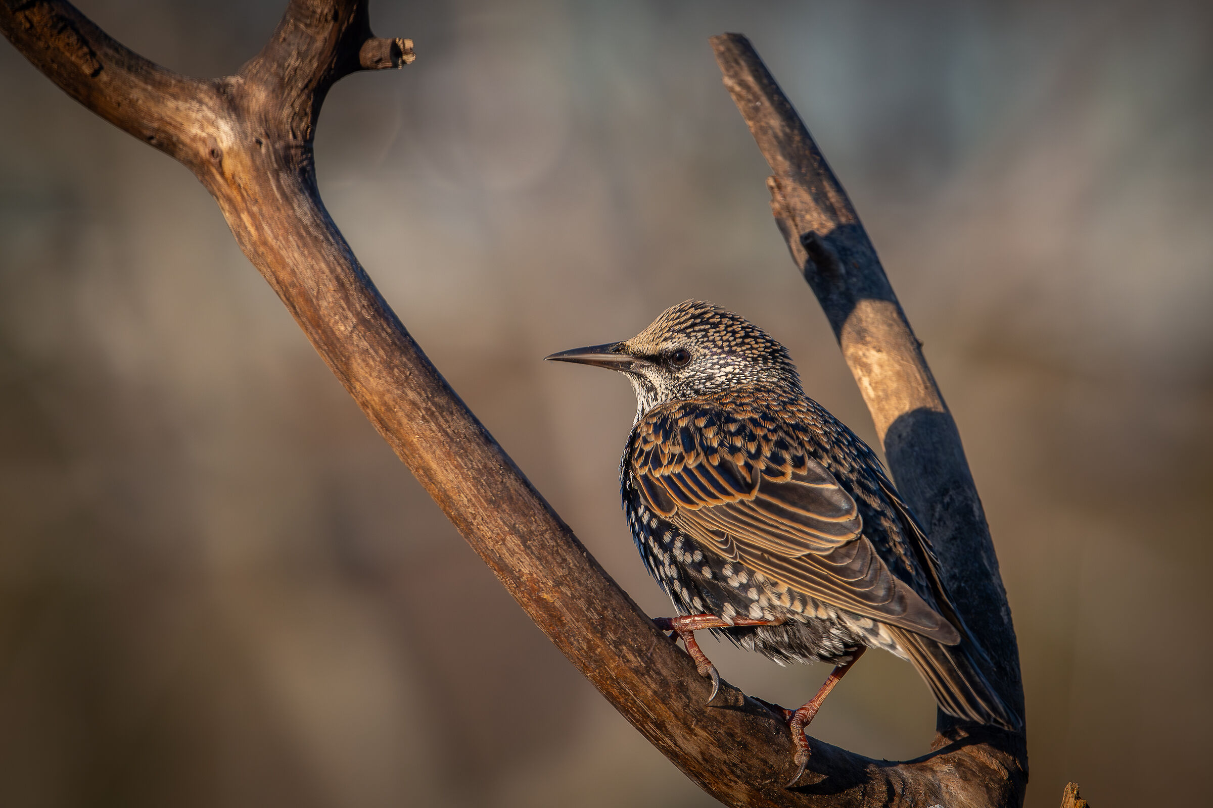 Starling - distance 3 meters