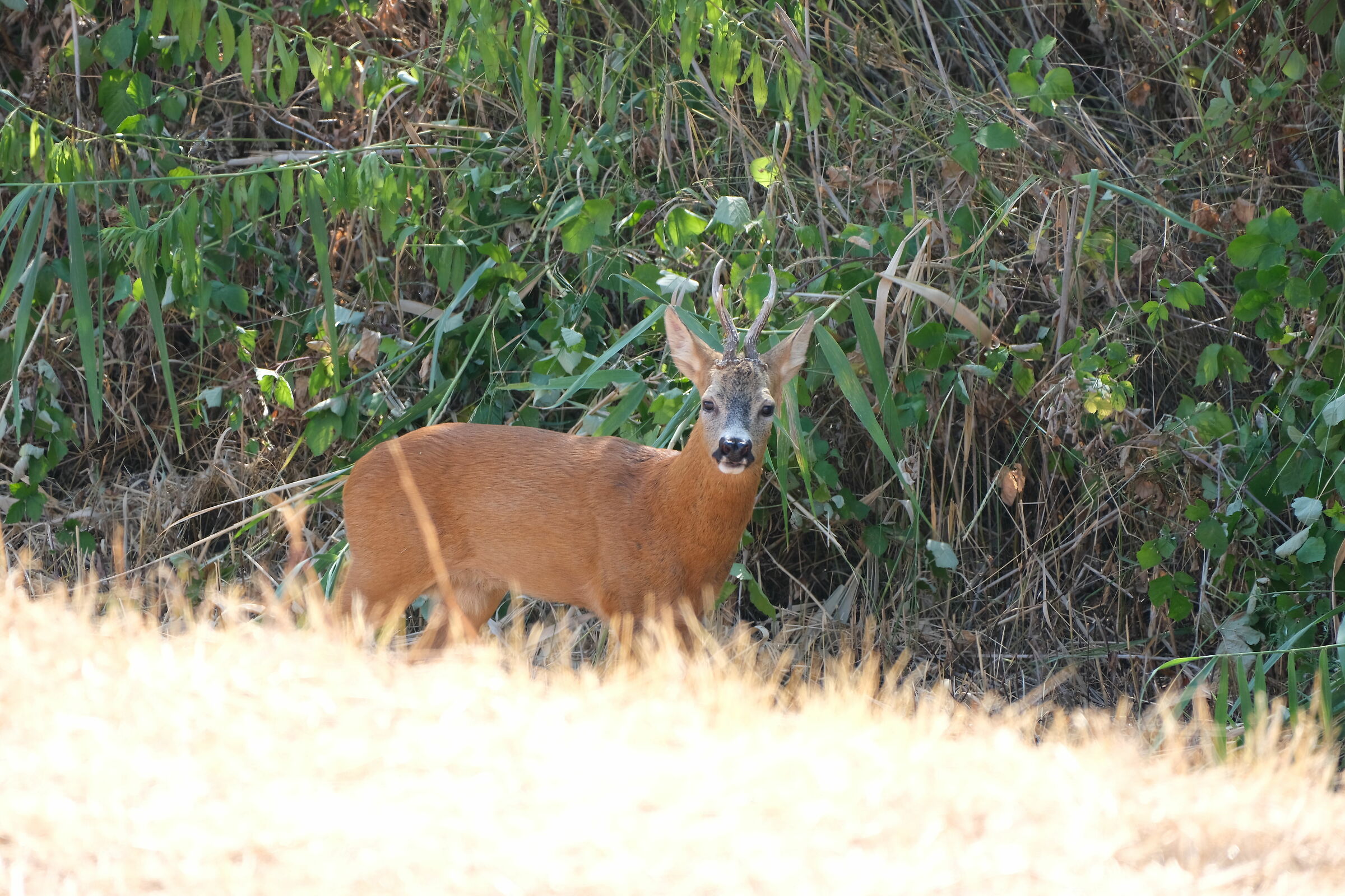 Roe deer