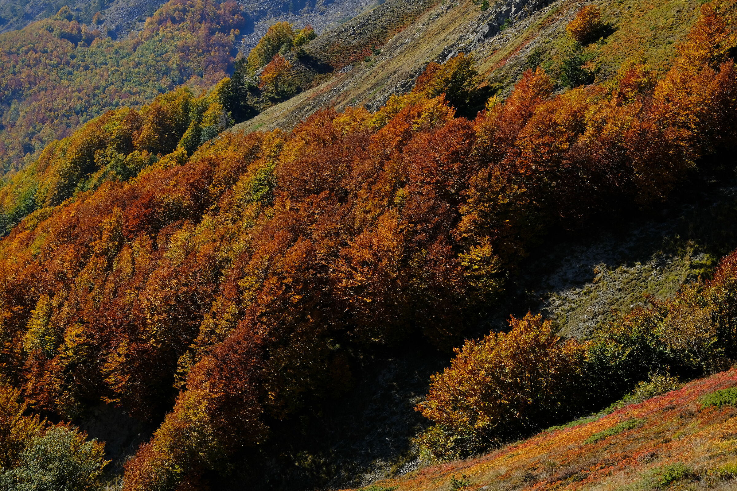 Autumn Picture