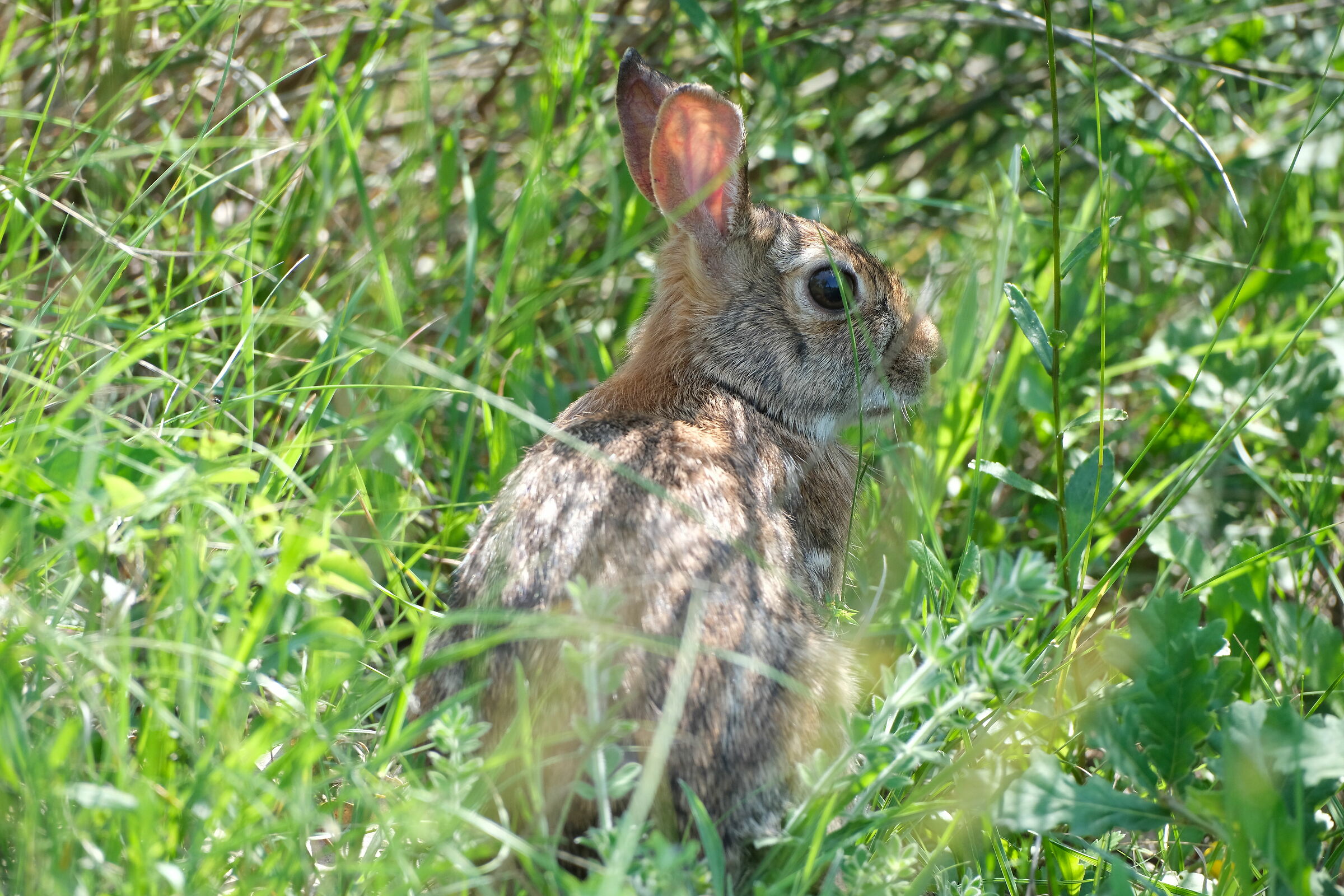 In the green grass