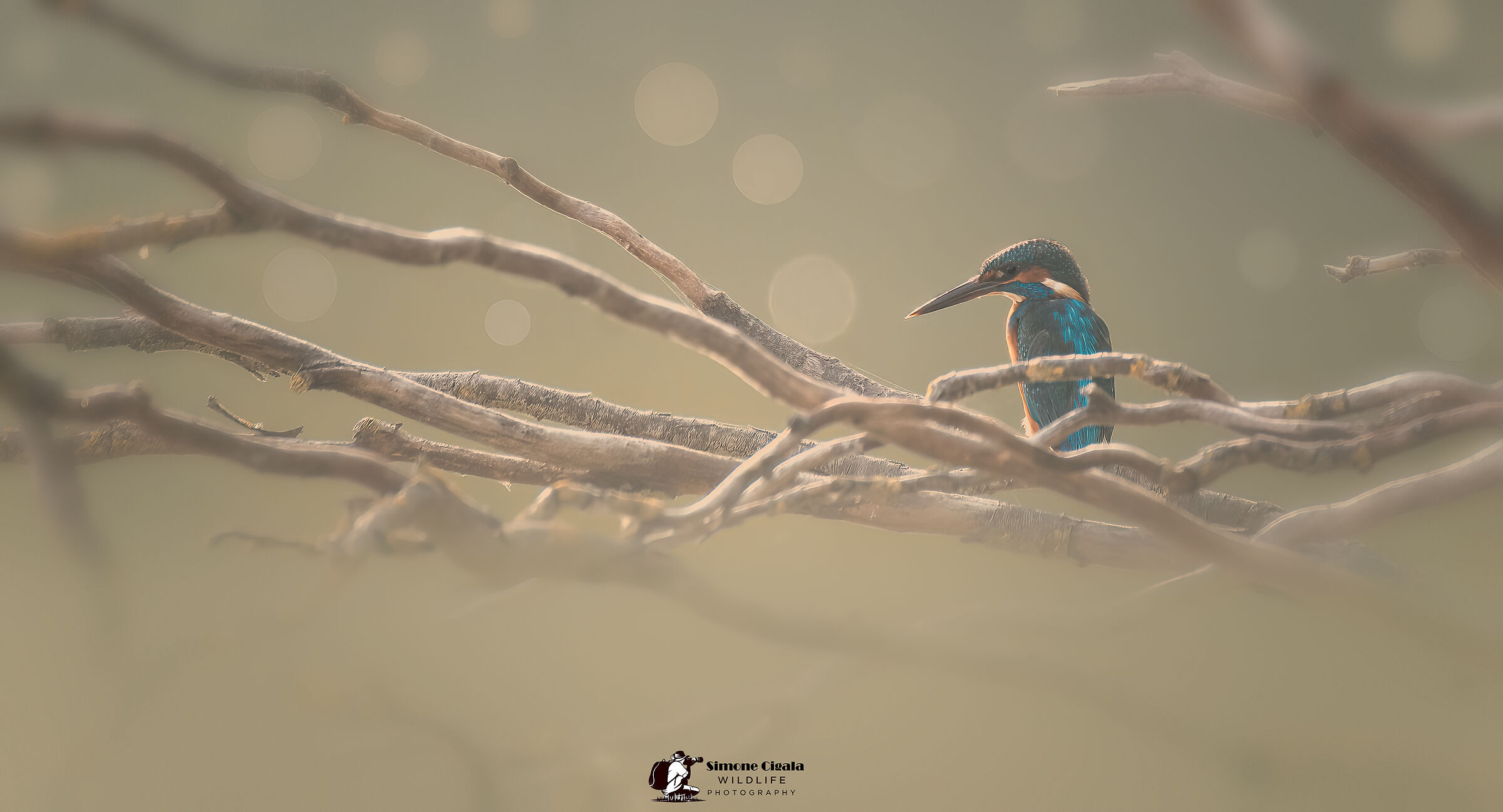 Kingfisher