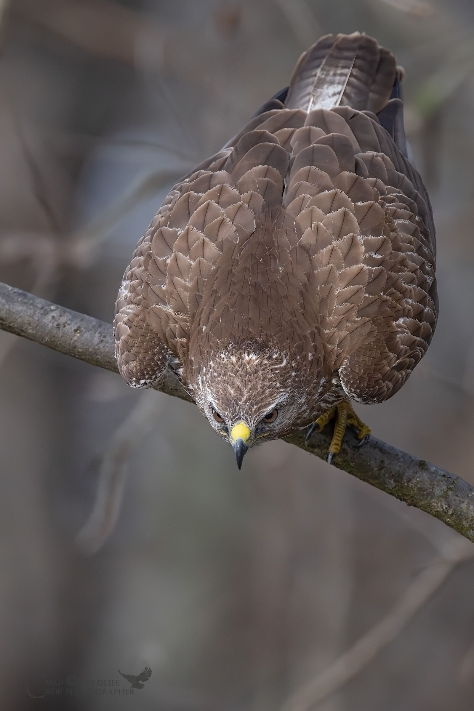 Buzzard