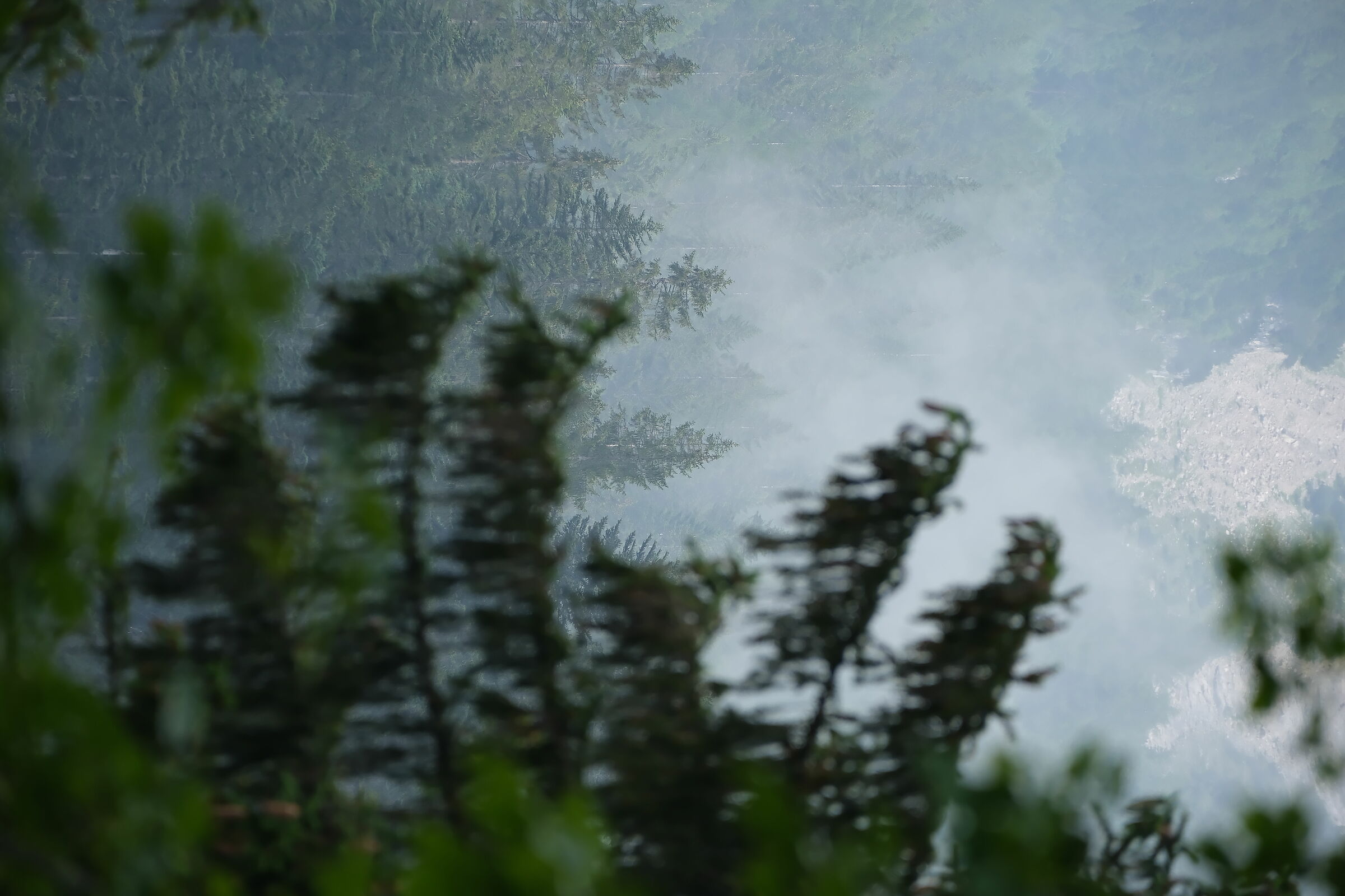 Coniferous forest in the fog