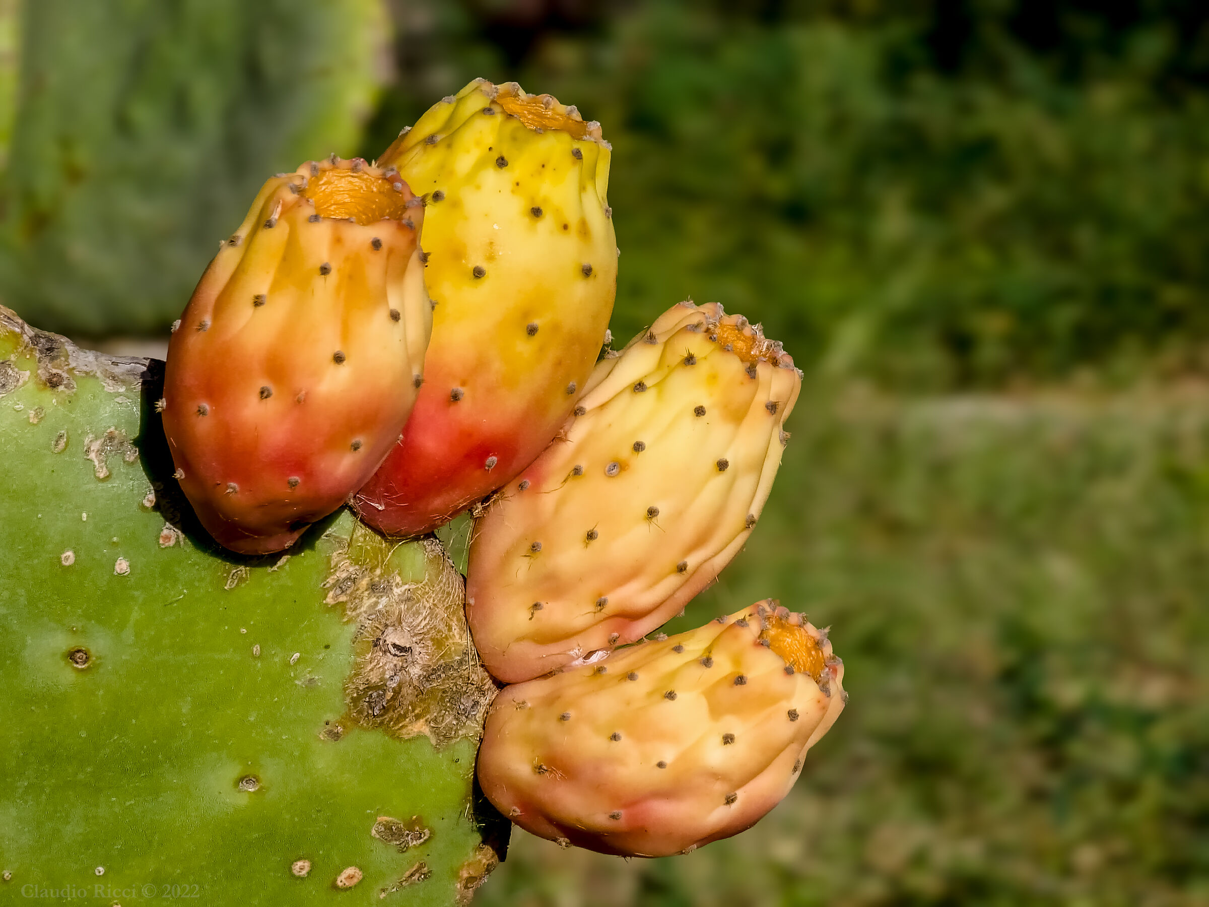 Opuntia Ficus Indica