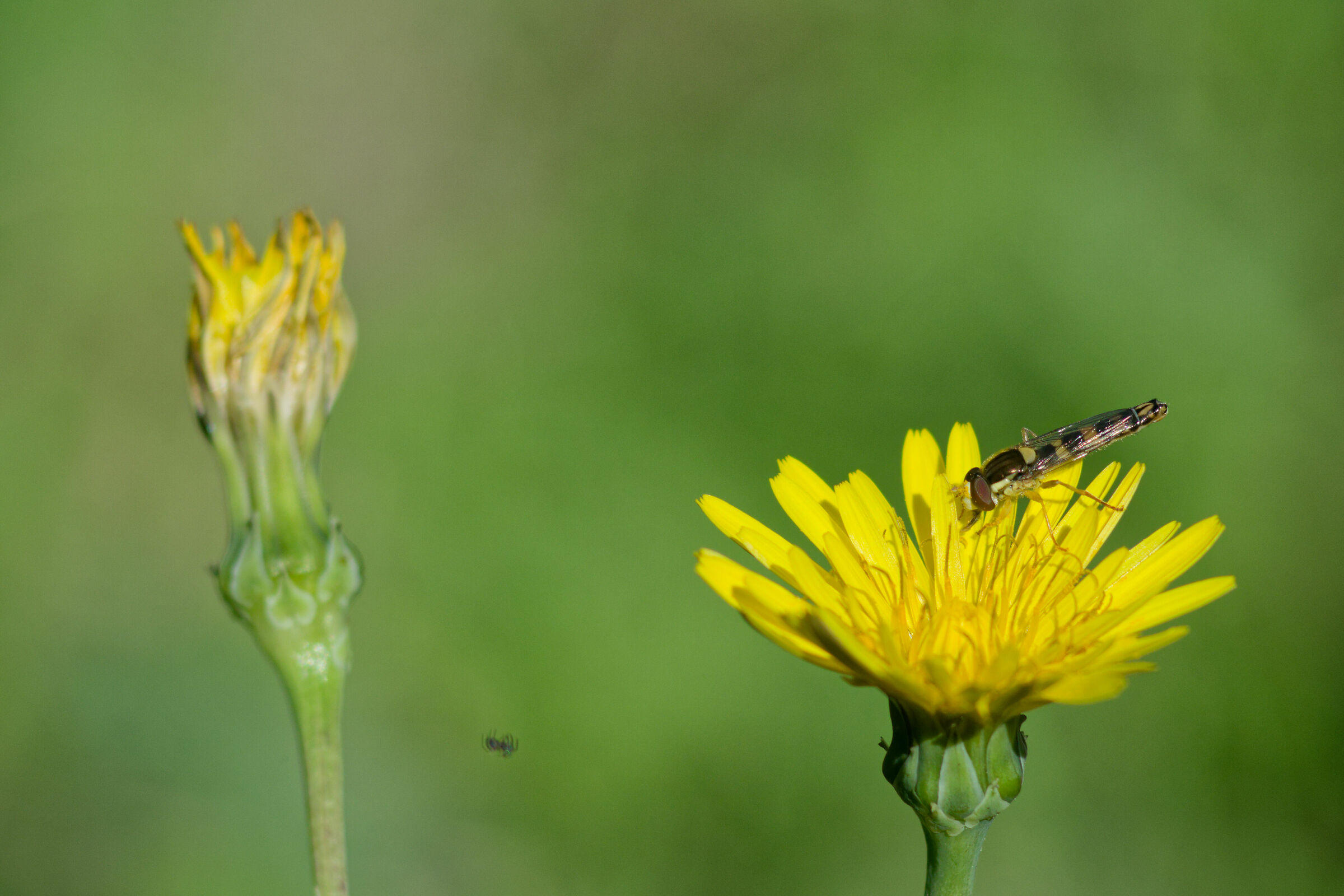 Hoverfly on a flower