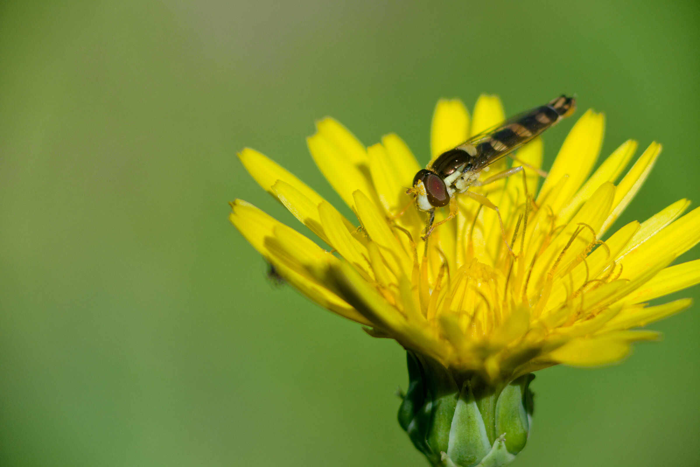 Hoverfly on a flower