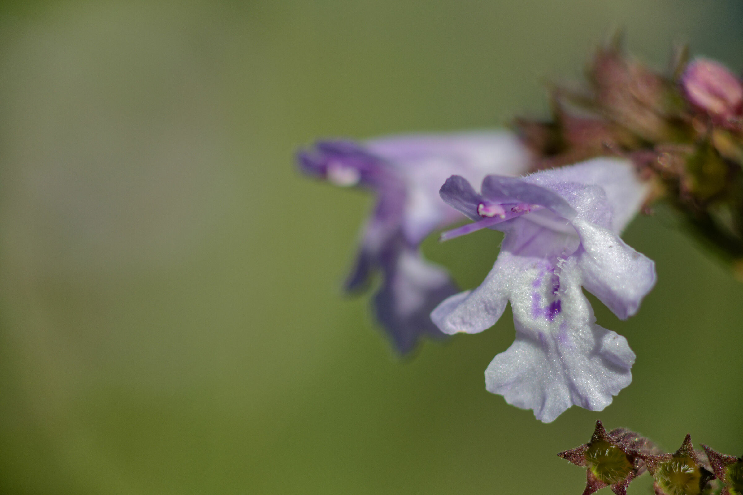 Mintmint flowers