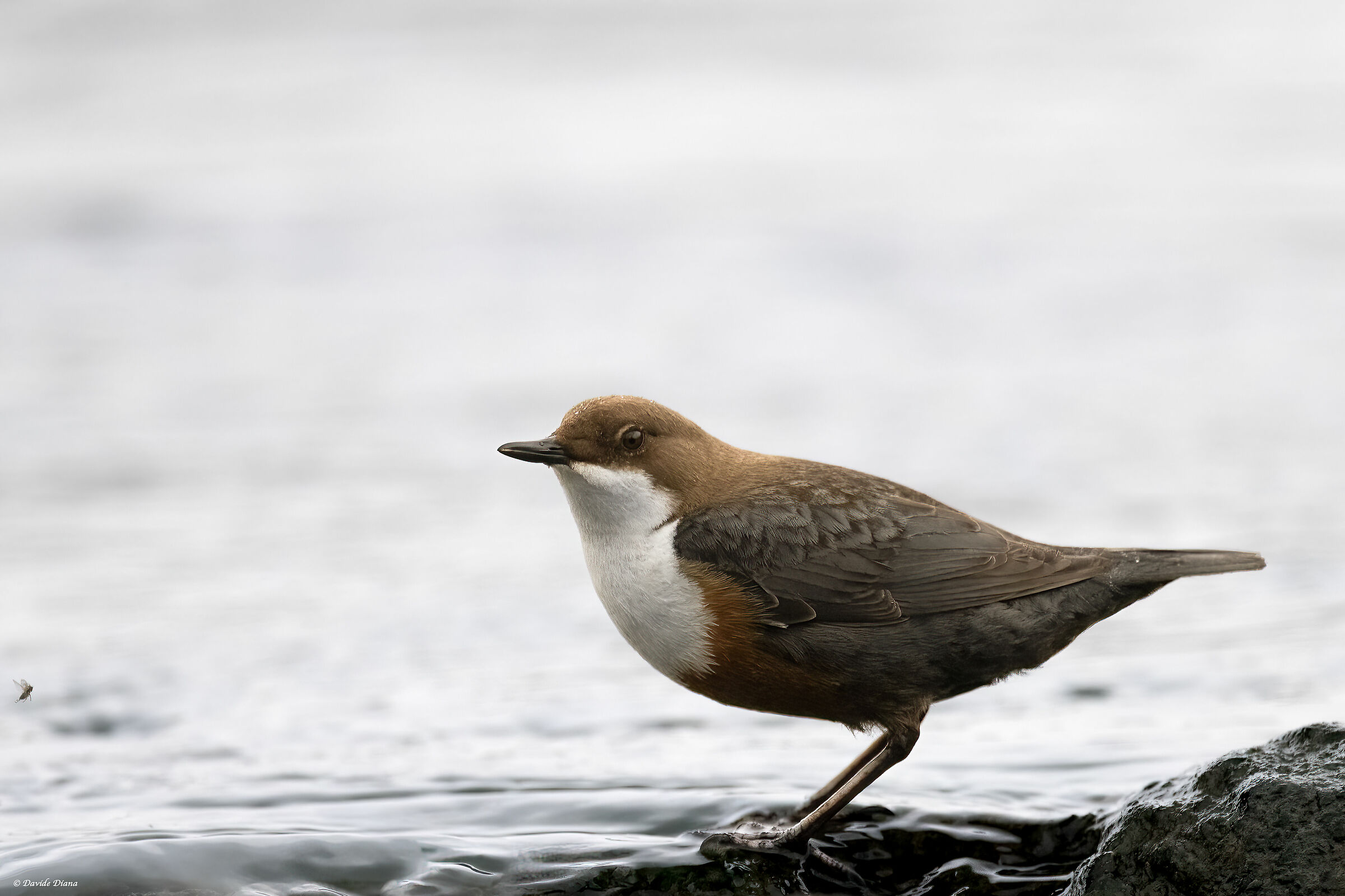 White-throated dipper