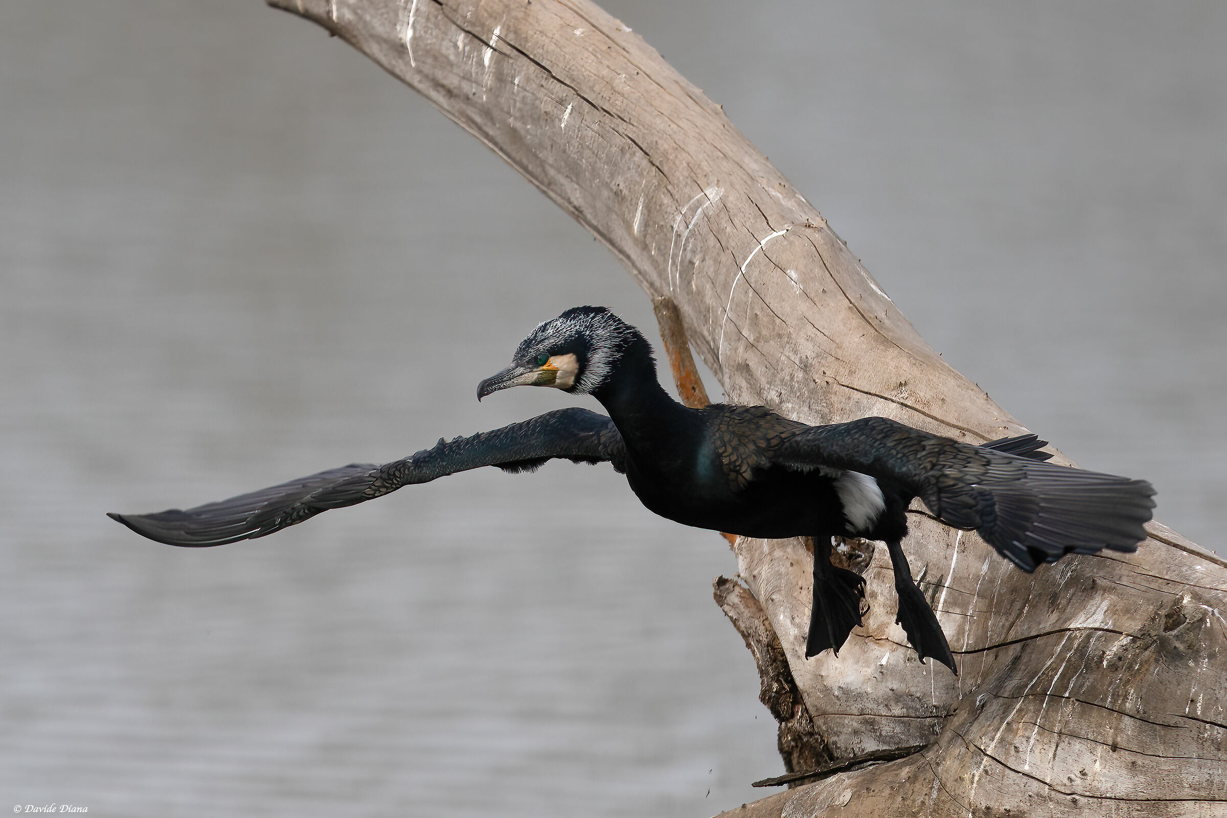 Cormorant
