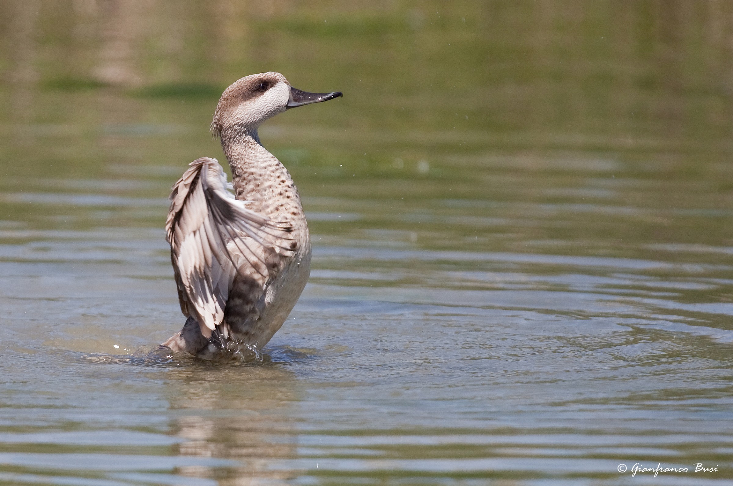 anatra marmorizzata - marmaronetta angustirostris