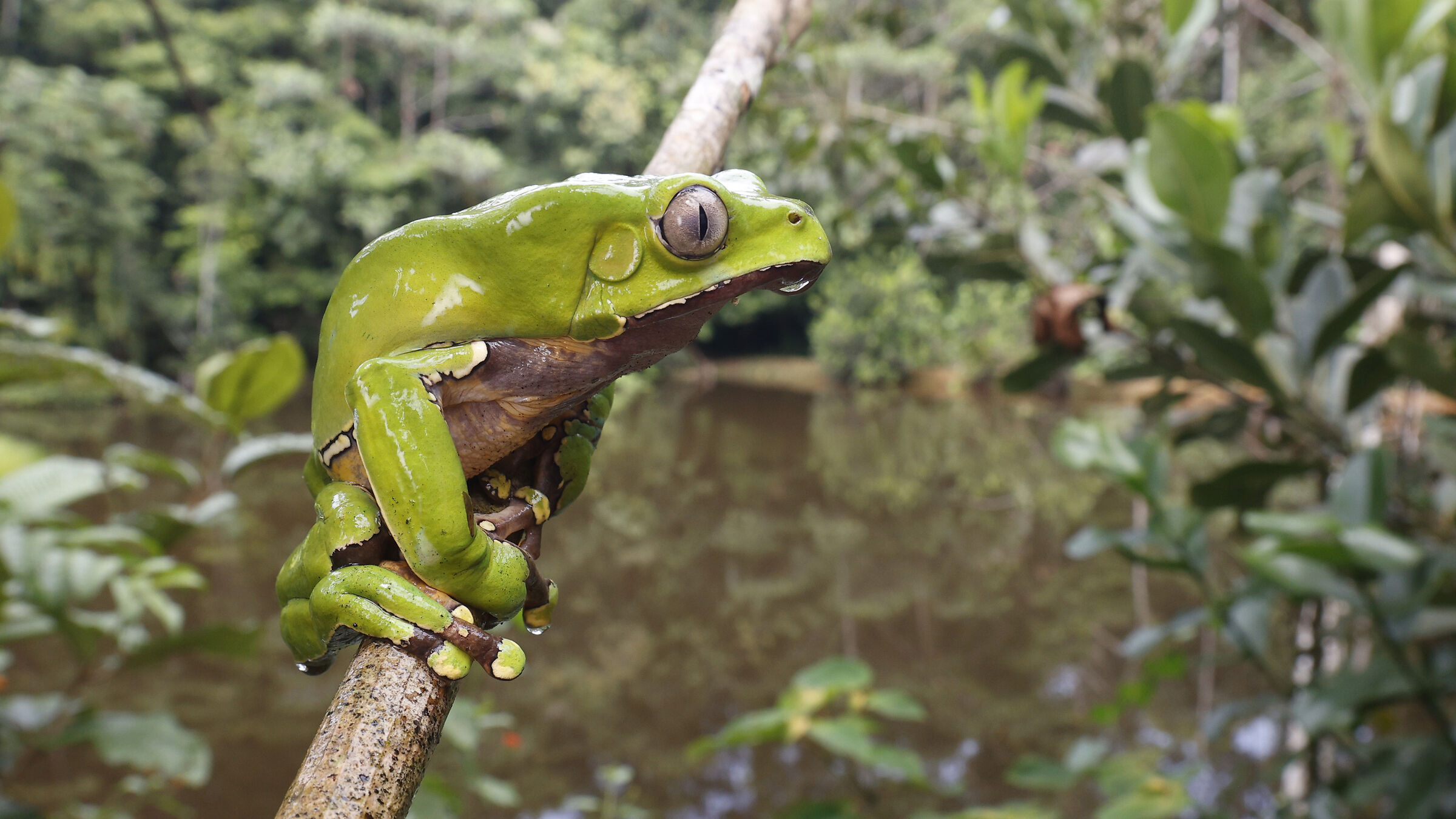 Monkey frog