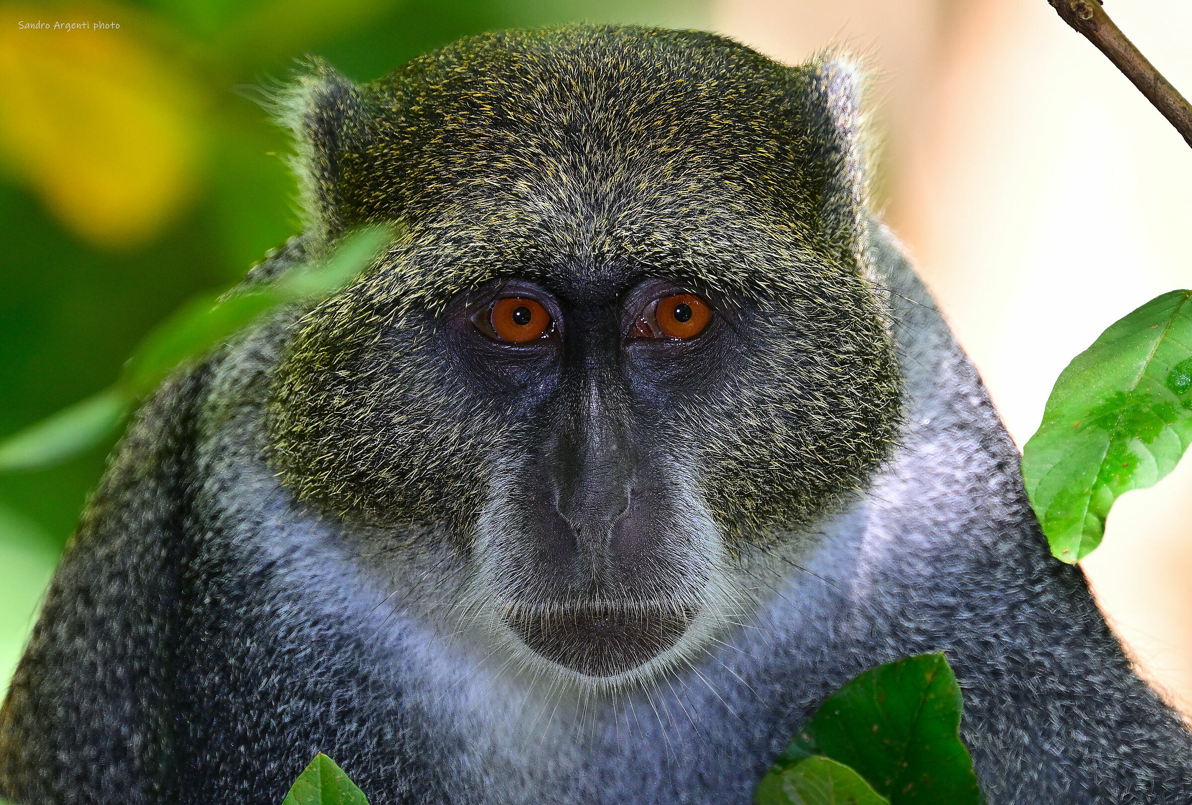 Lo sguardo "umano" della Scimmia blu di Zanzibar