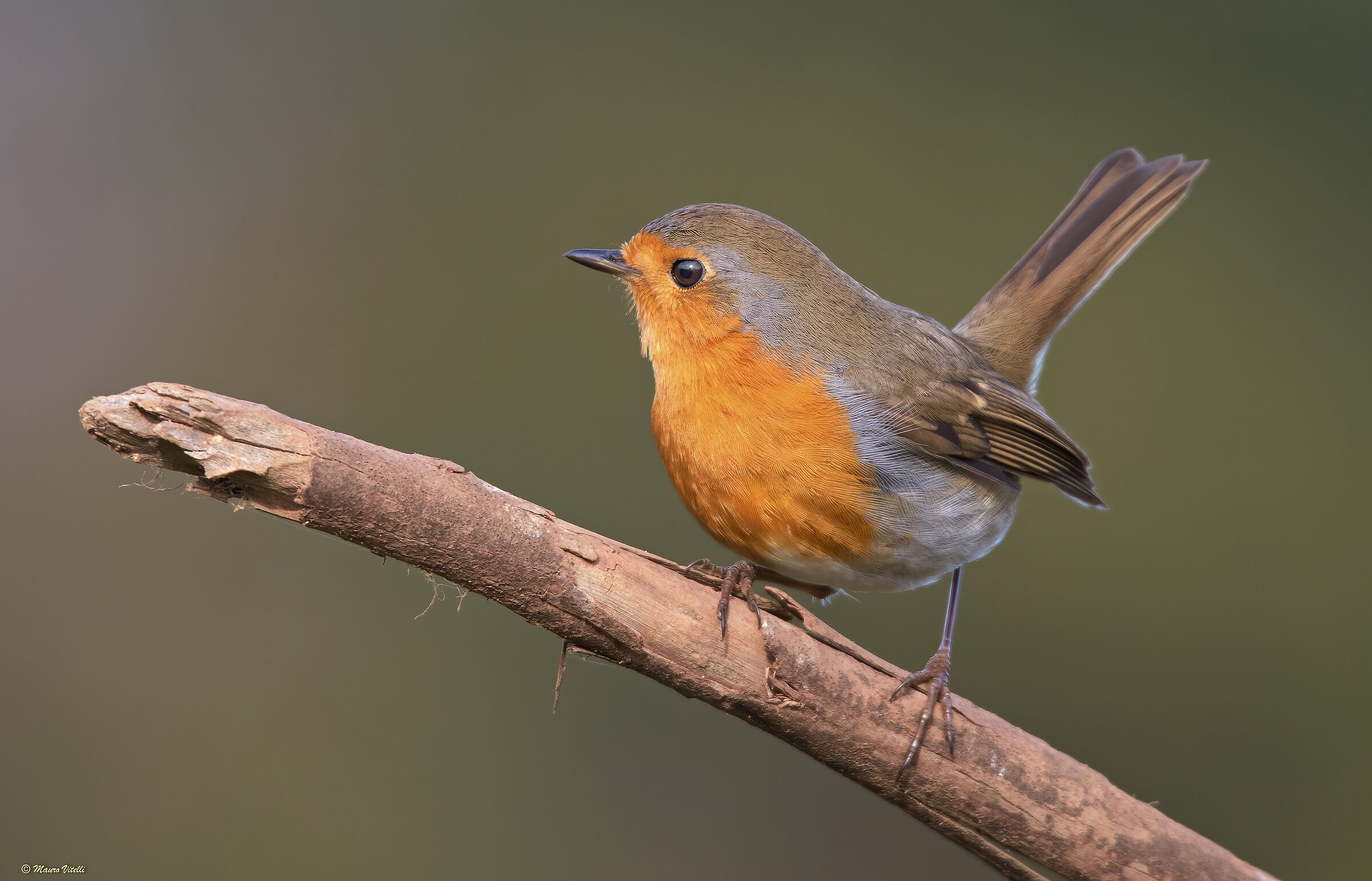 Robin (Erithacus rubecula)